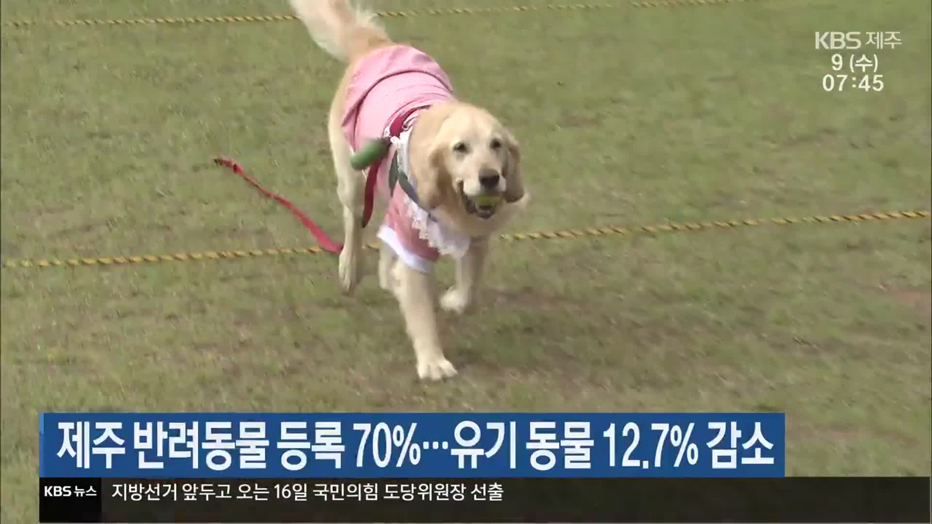 제주 반려동물 등록 70%…유기 동물 12.7% 감소