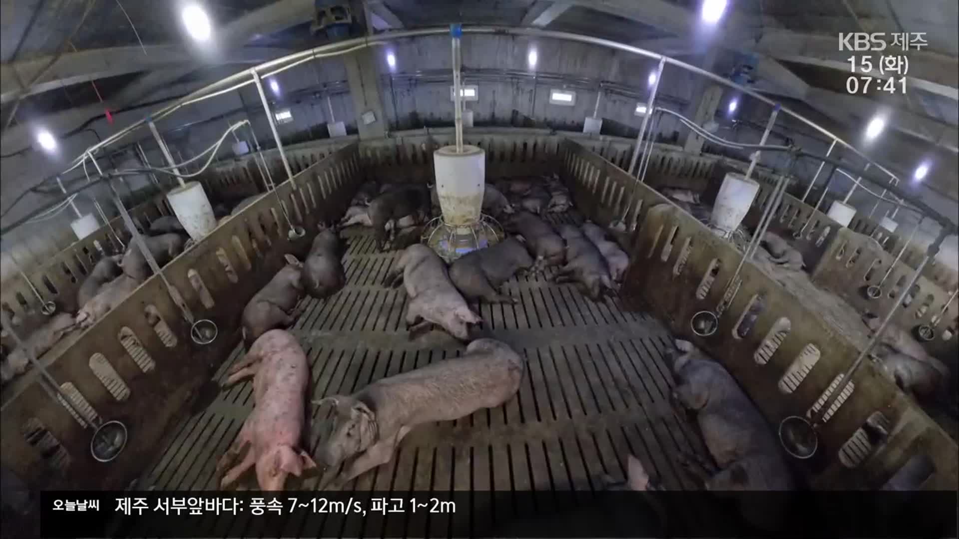 물 뿌리고 영양제 먹이고…폭염 속 축산농가 ‘안간힘’