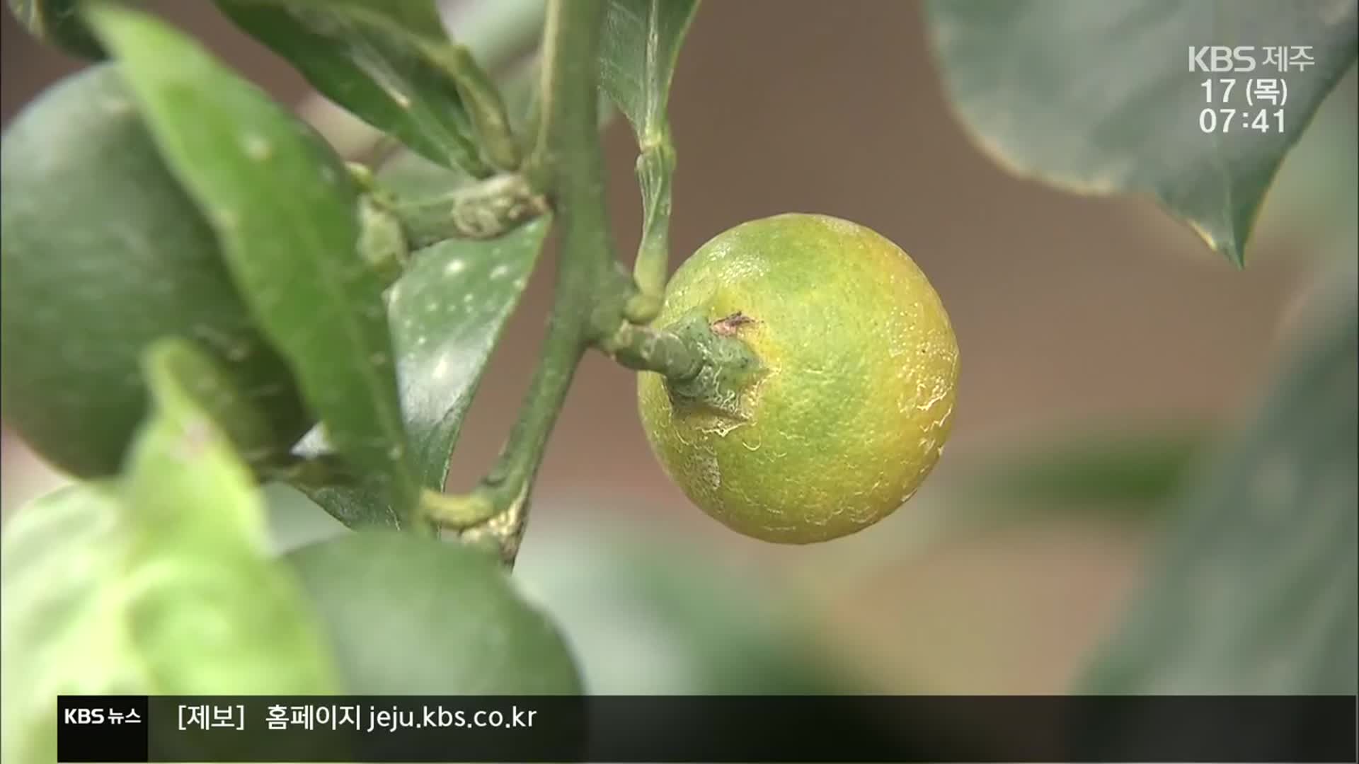 일상화된 폭염…농민은 근심 가득