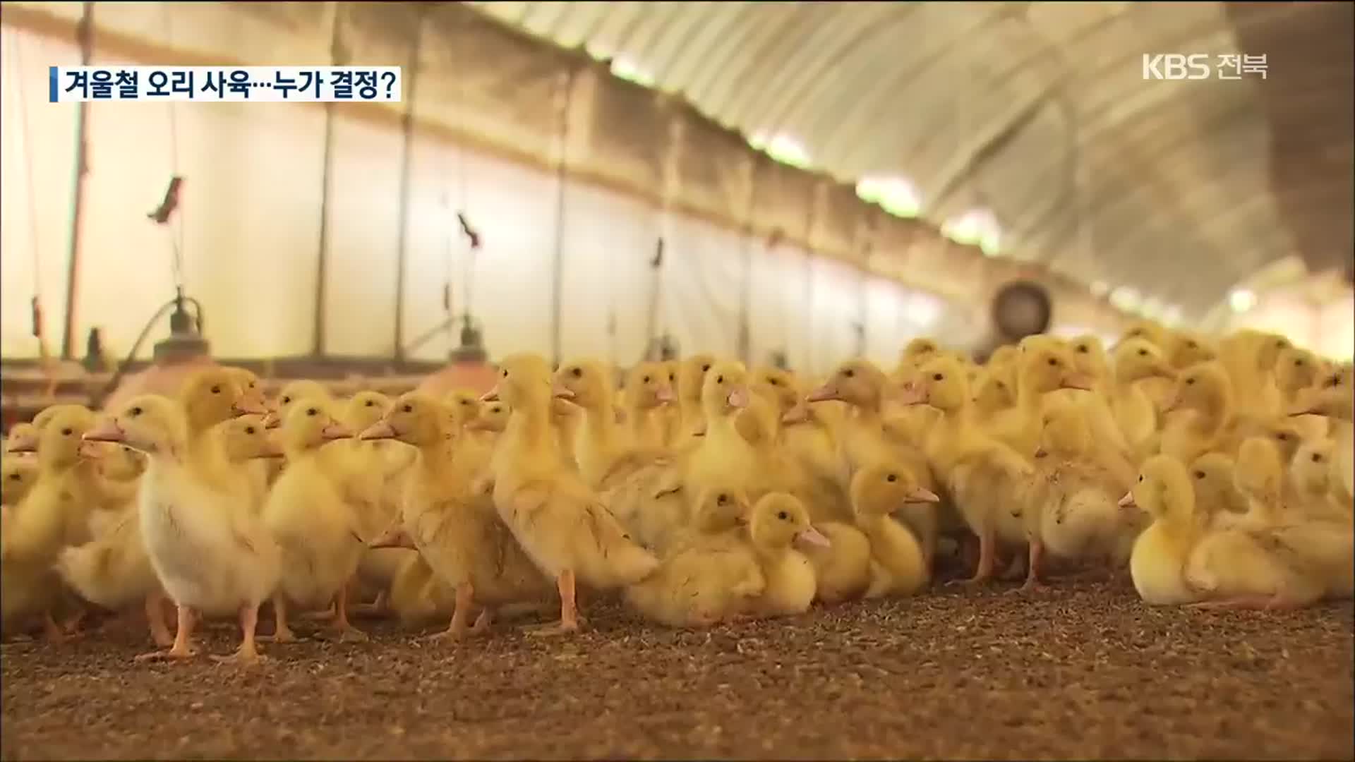 오리사육 휴지기제…정부-농가 ‘갈등’