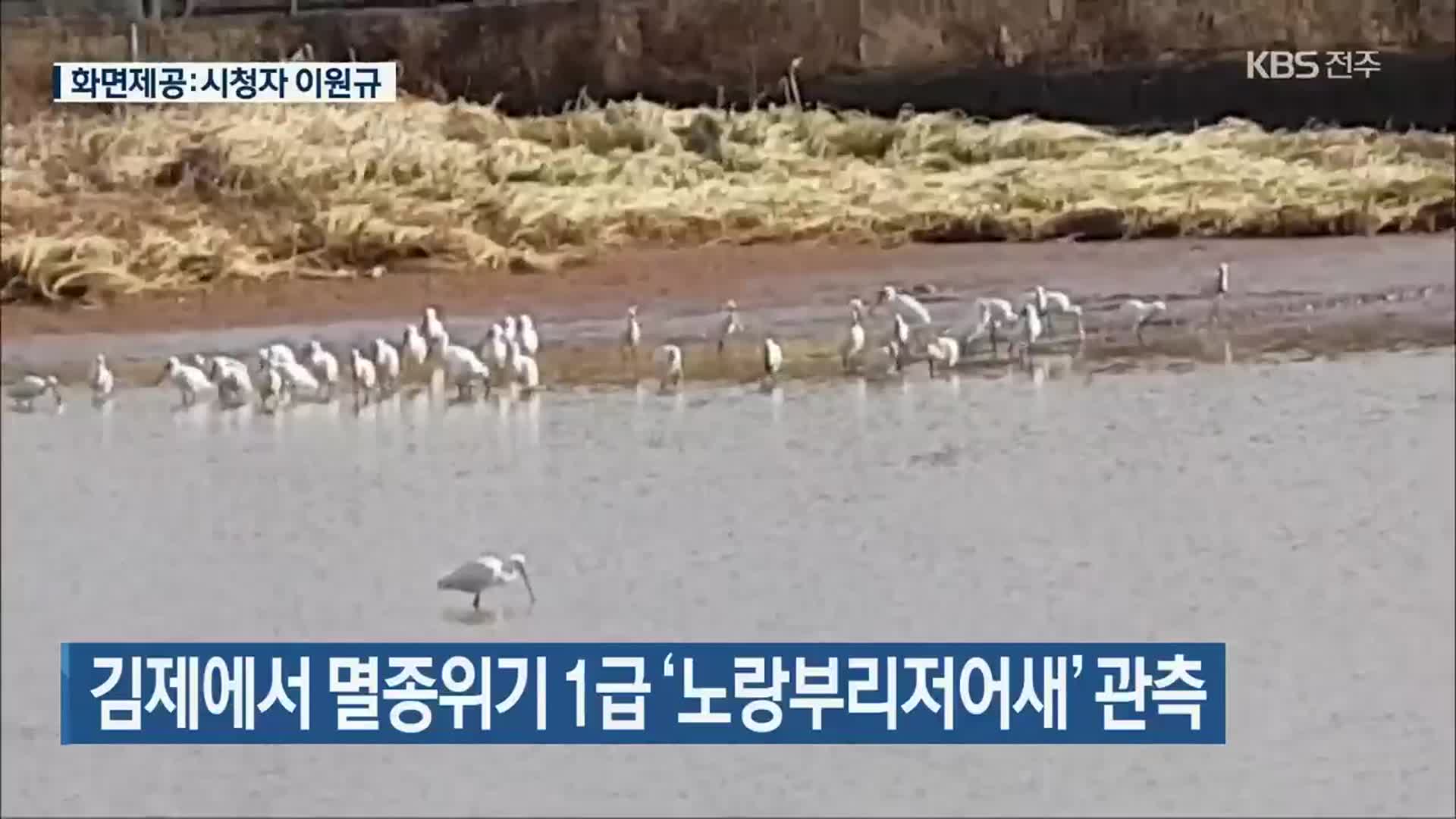 김제에서 멸종위기 1급 ‘노랑부리저어새’ 관측
