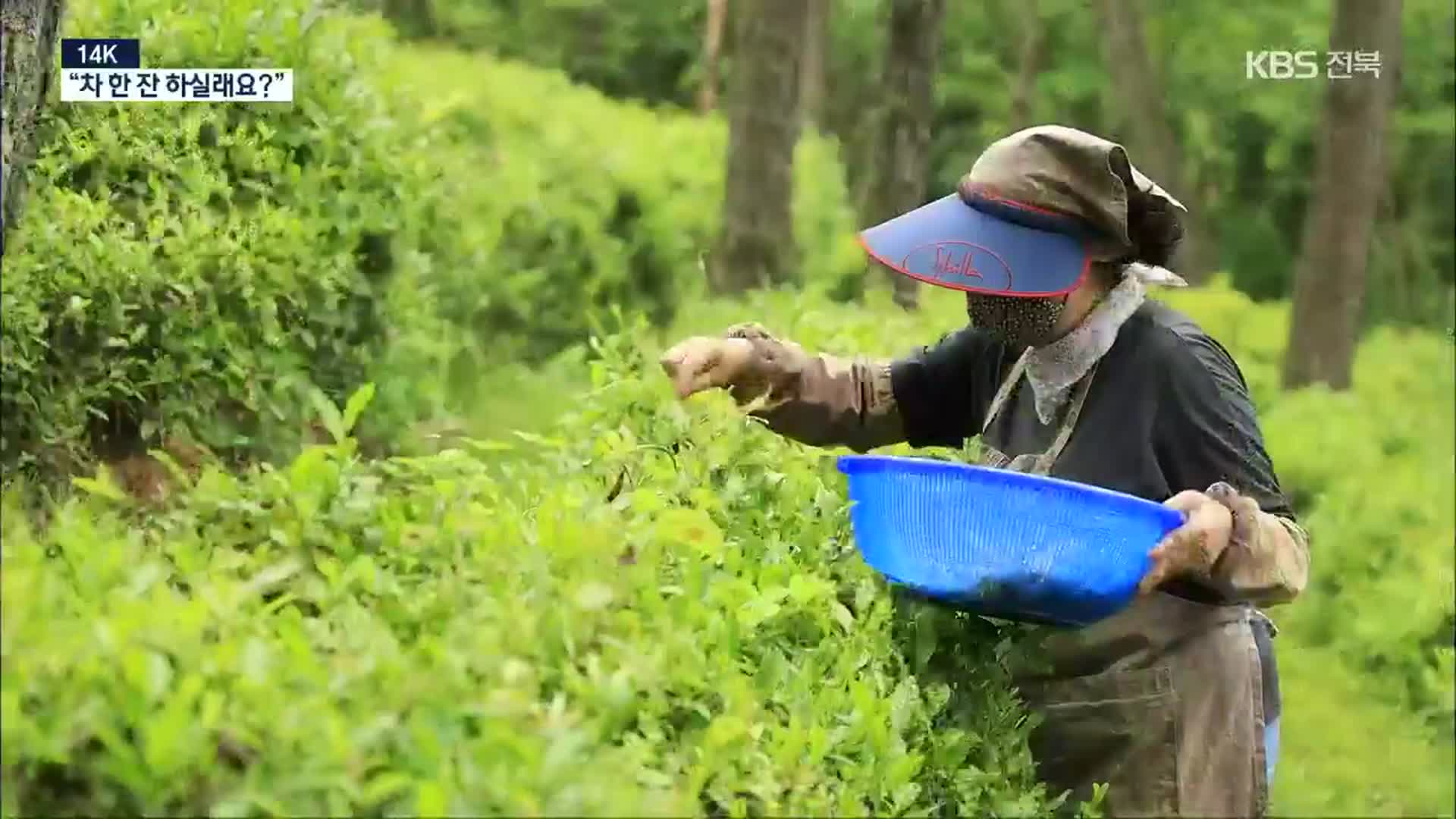 [14K] 한국 최북단 야생 차나무 군락지…익산 시민들 ‘숲속의 쉼터’로