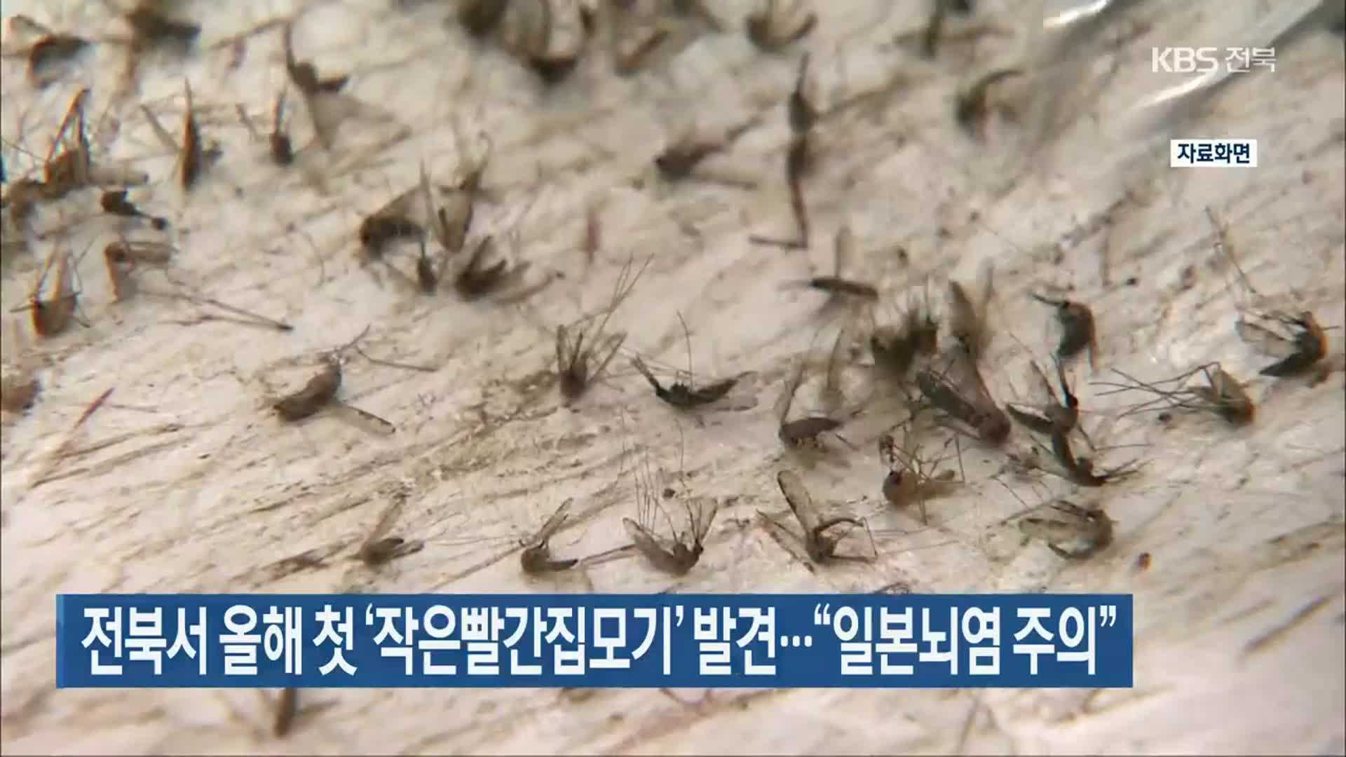 전북서 올해 첫 ‘작은빨간집모기’ 발견…“일본뇌염 주의”