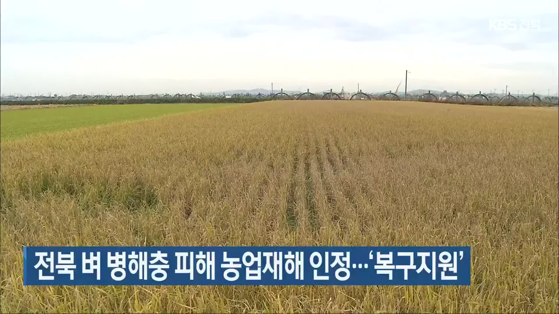 전북 벼 병해충 피해 농업재해 인정…‘복구 지원’