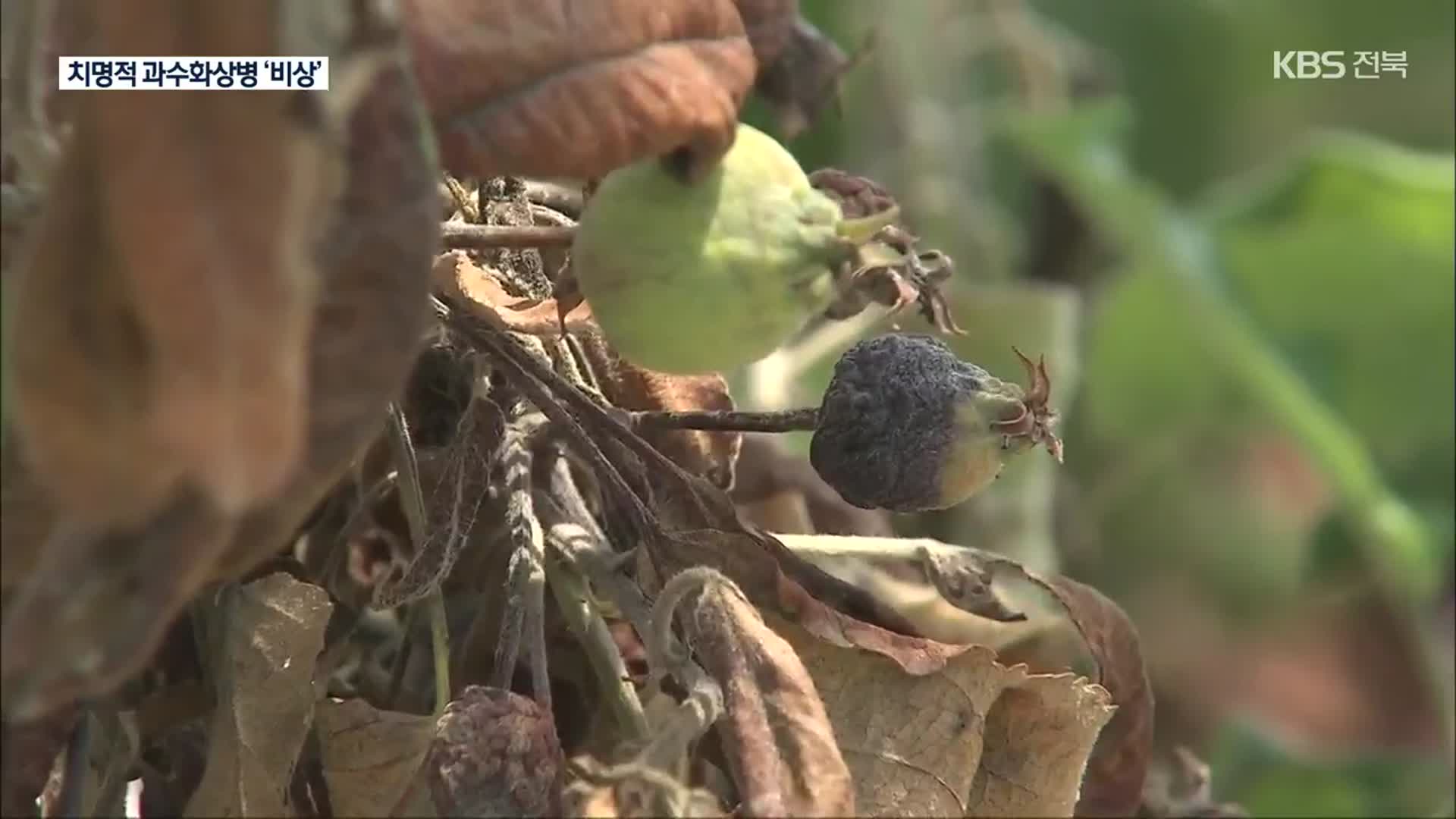 코앞까지 다가온 과수화상병…중부권 과수농가 비상