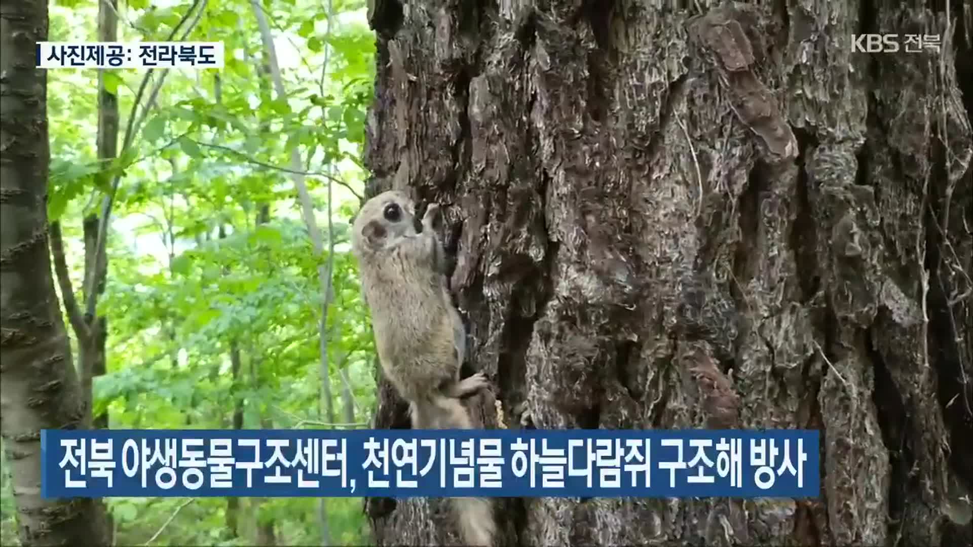 전북 야생동물구조센터, 천연기념물 하늘다람쥐 구조해 방사