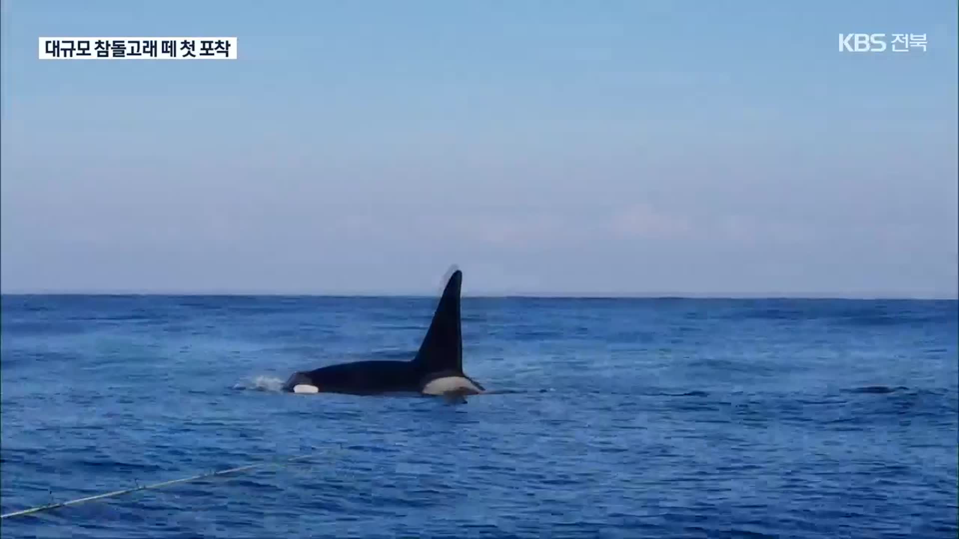 제주 해상서 참돌고래 떼 첫 포착…보호종 범고래도 출현