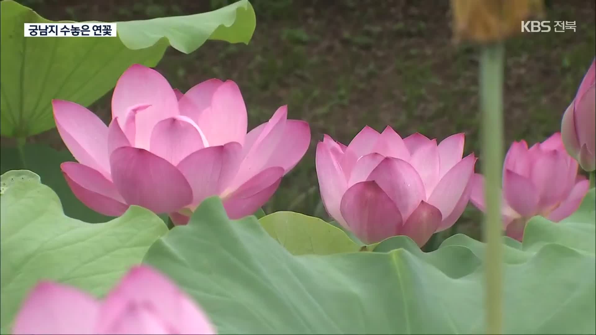 천만 송이 연꽃 향연…꽃구경에 드론쇼까지