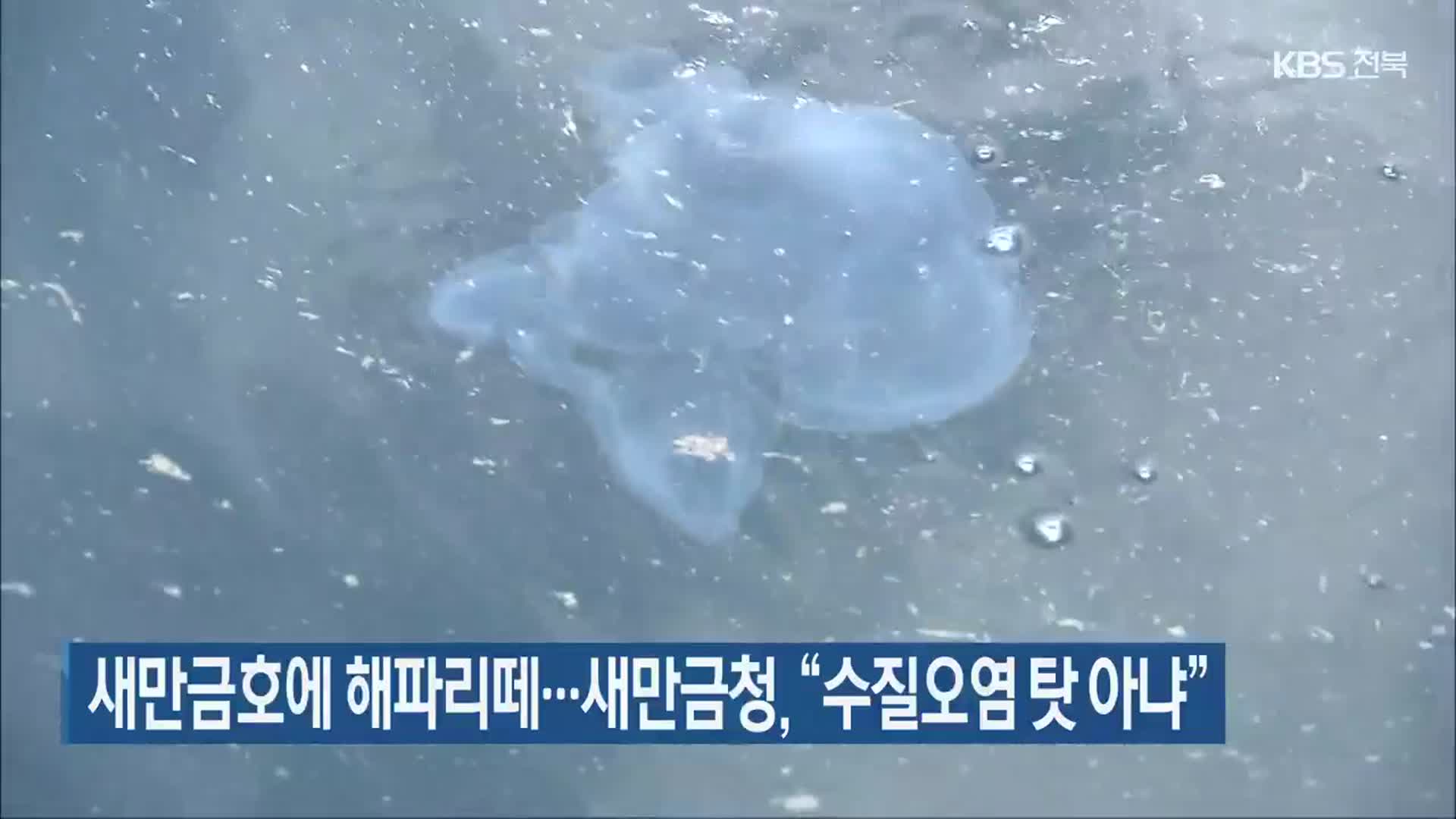 새만금호에 해파리떼…새만금청 “수질오염 탓 아냐”