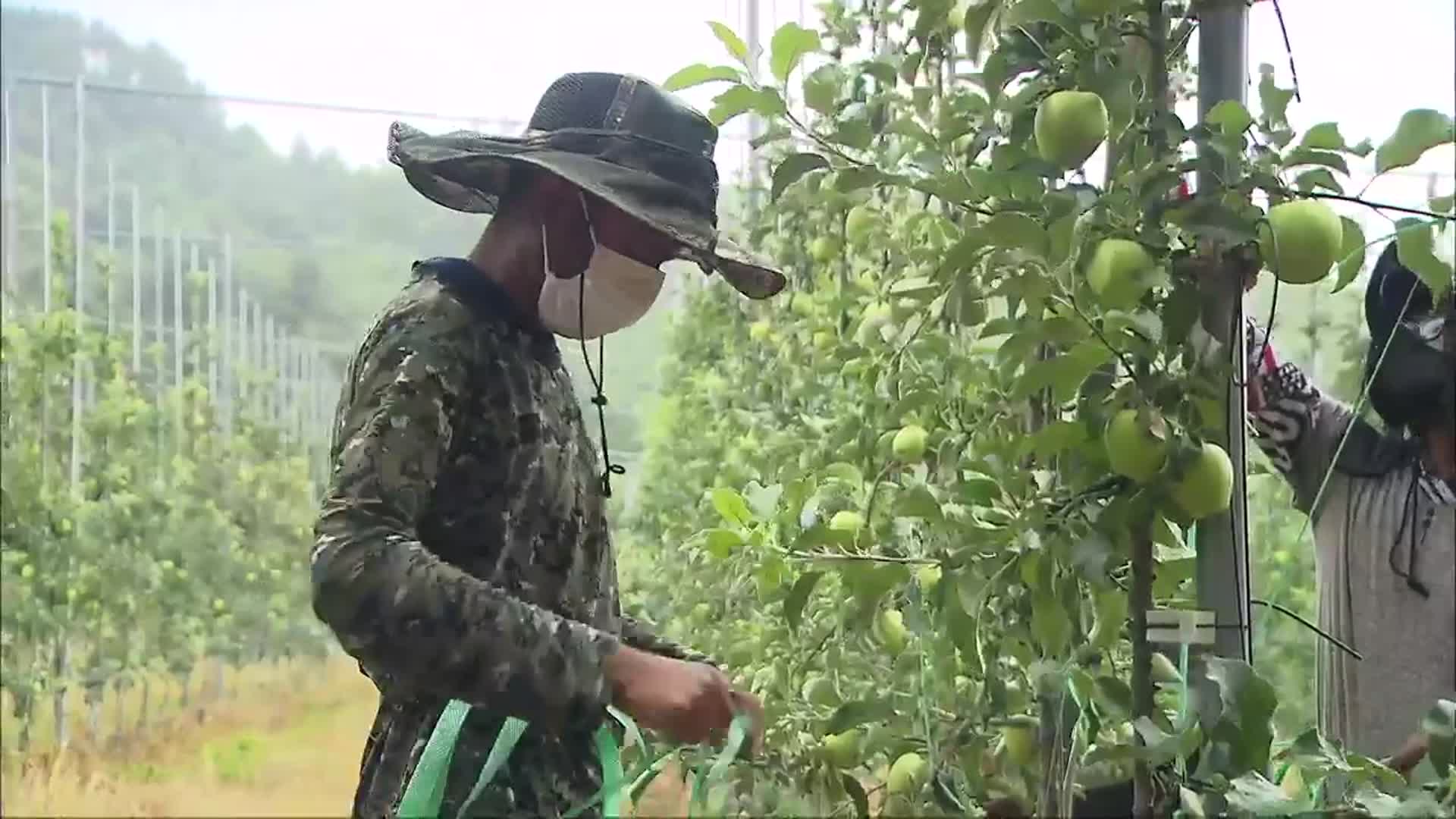 자리잡는 ‘공공형 계절노동자’…코로나19 재유행 걱정