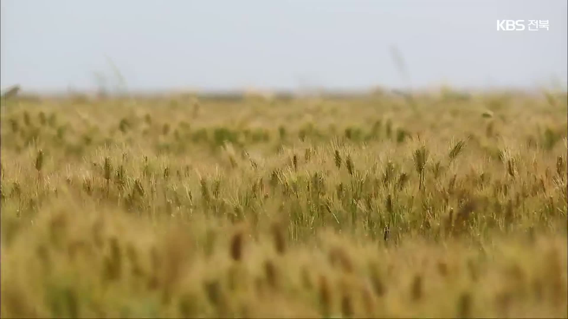 “쌀 시장격리 의무화”…양곡관리법 개정 놓고 대립