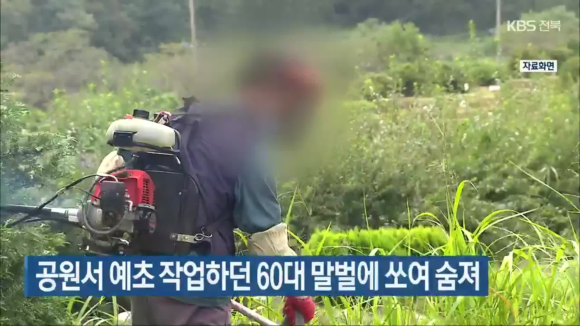 공원서 예초 작업하던 60대 말벌에 쏘여 숨져