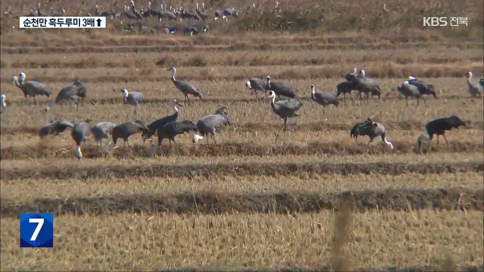 ‘역귀성’에 천연기념물 흑두루미 3배 급증…왜?