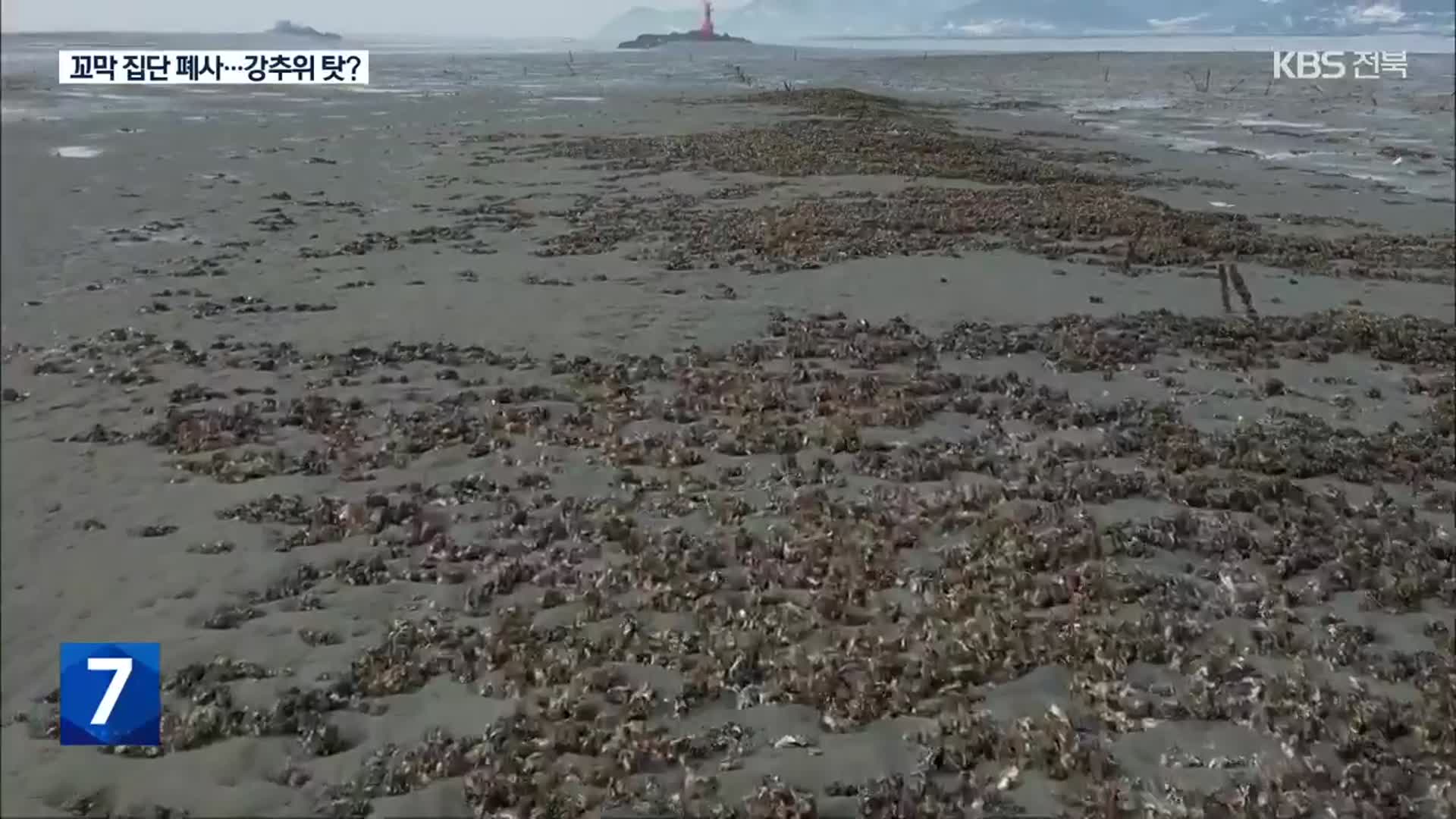 ‘빈 껍데기’ 된 제철 꼬막…얼어붙은 갯벌 탓?