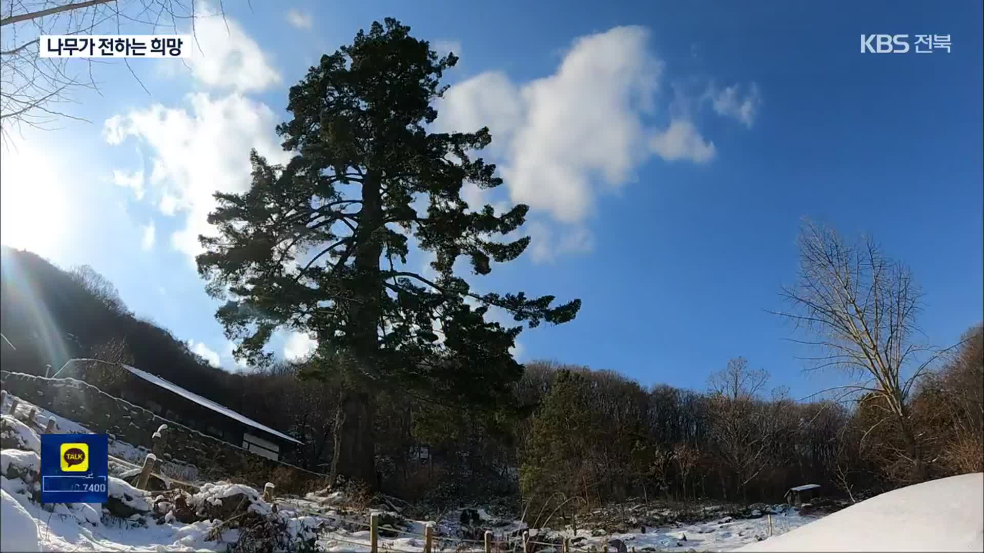 [영상] 사백 년 동안 푸르른 ‘불굴의 전나무’
