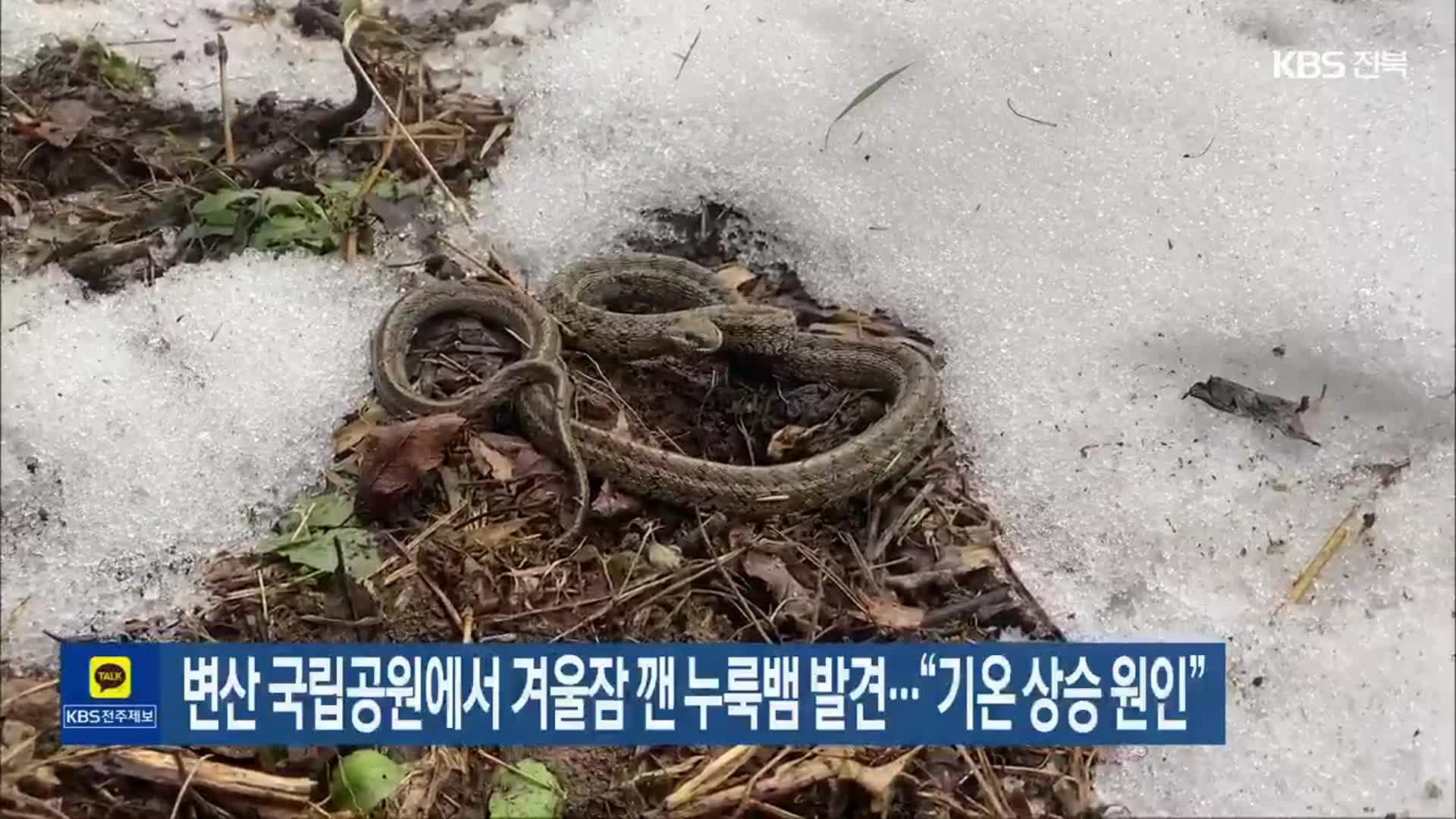변산 국립공원에서 겨울잠 깬 누룩뱀 발견…“기온 상승 원인”