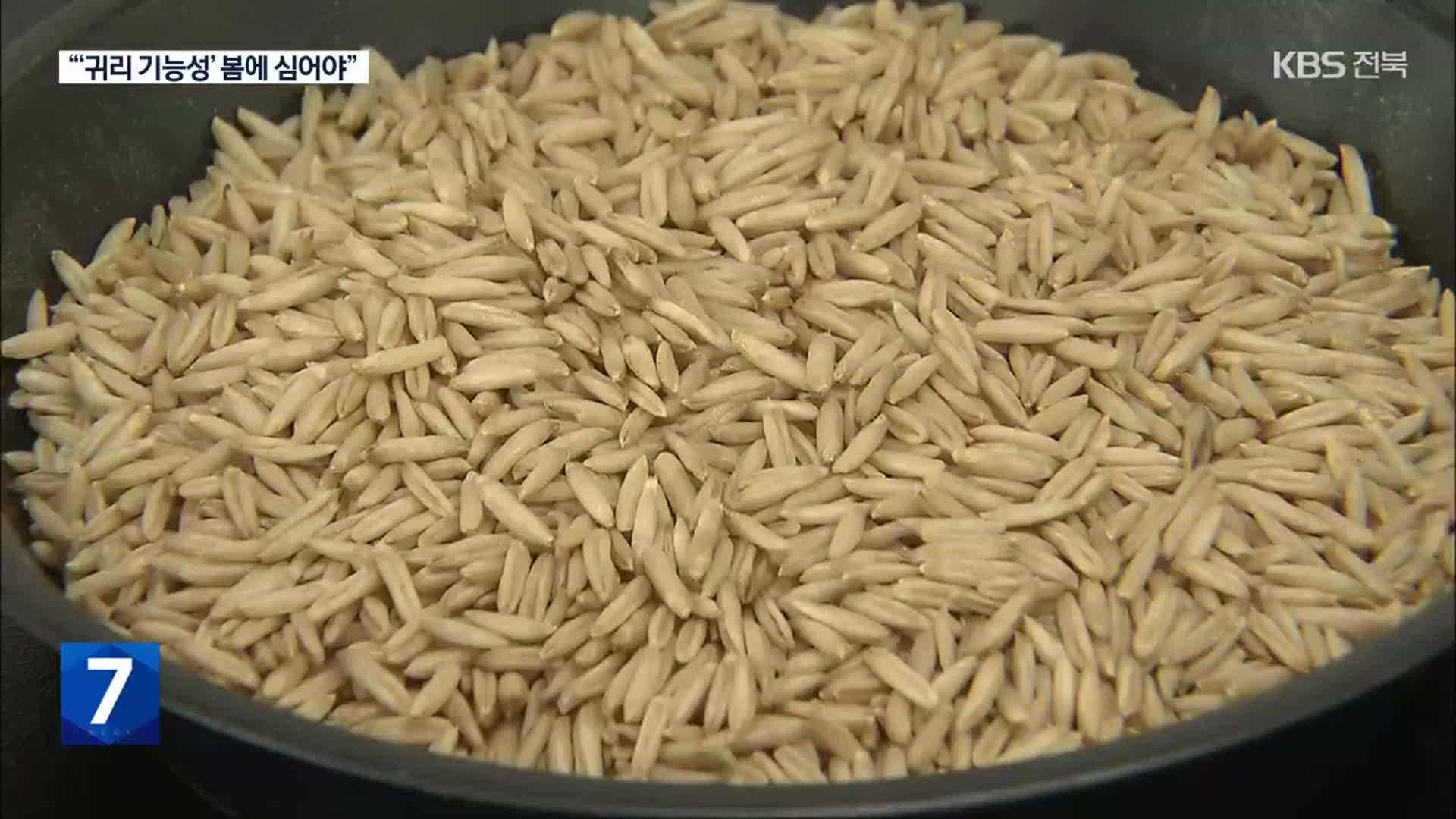“봄에 심은 귀리, 면역 활성 기능성 크게 향상”