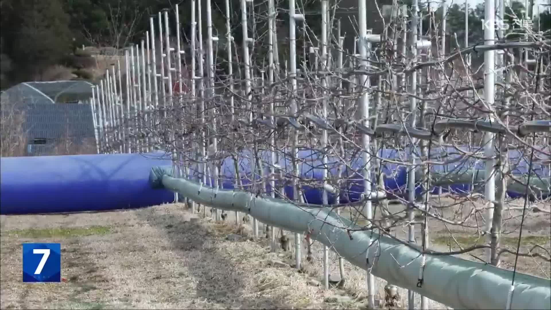 개화기 과수 저온 피해…“특수 온풍 기술 해결”