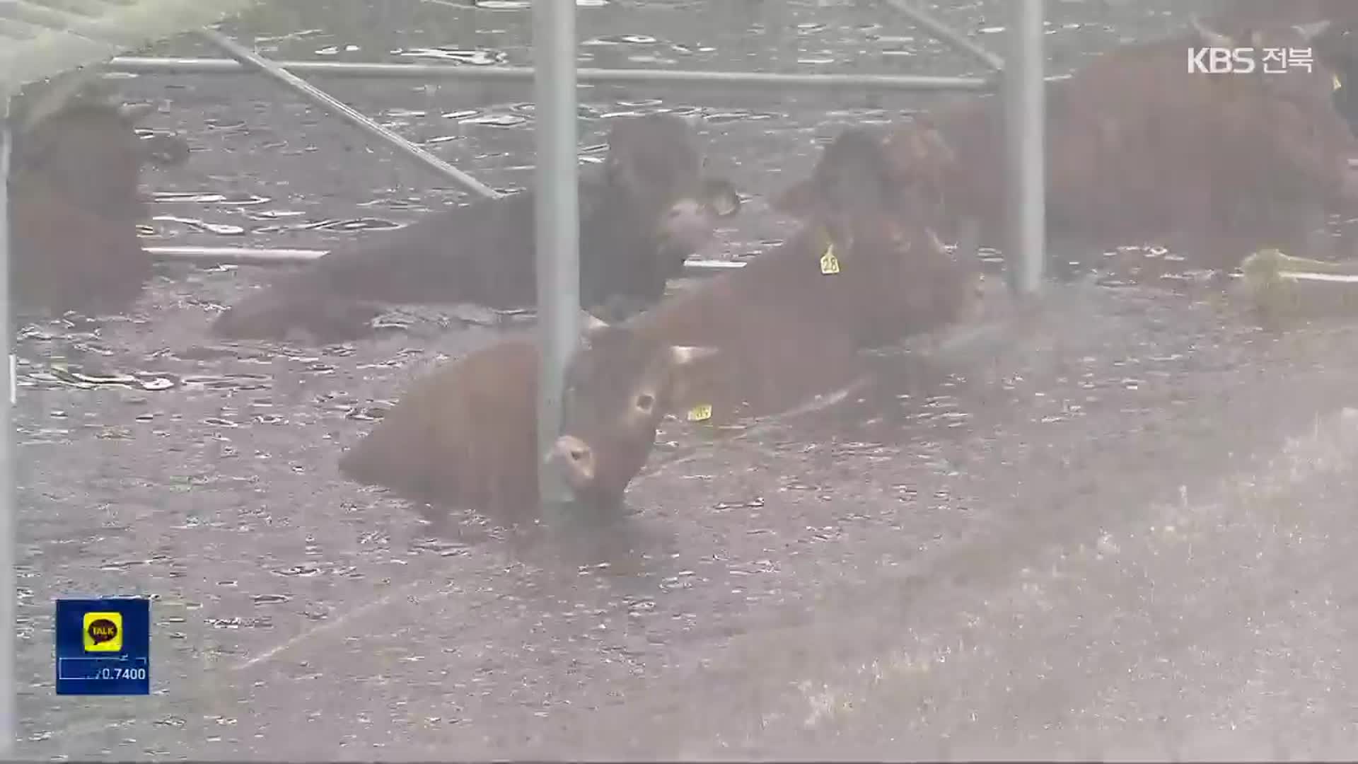 필사의 소 구출 작전…가축도 수해에 고통