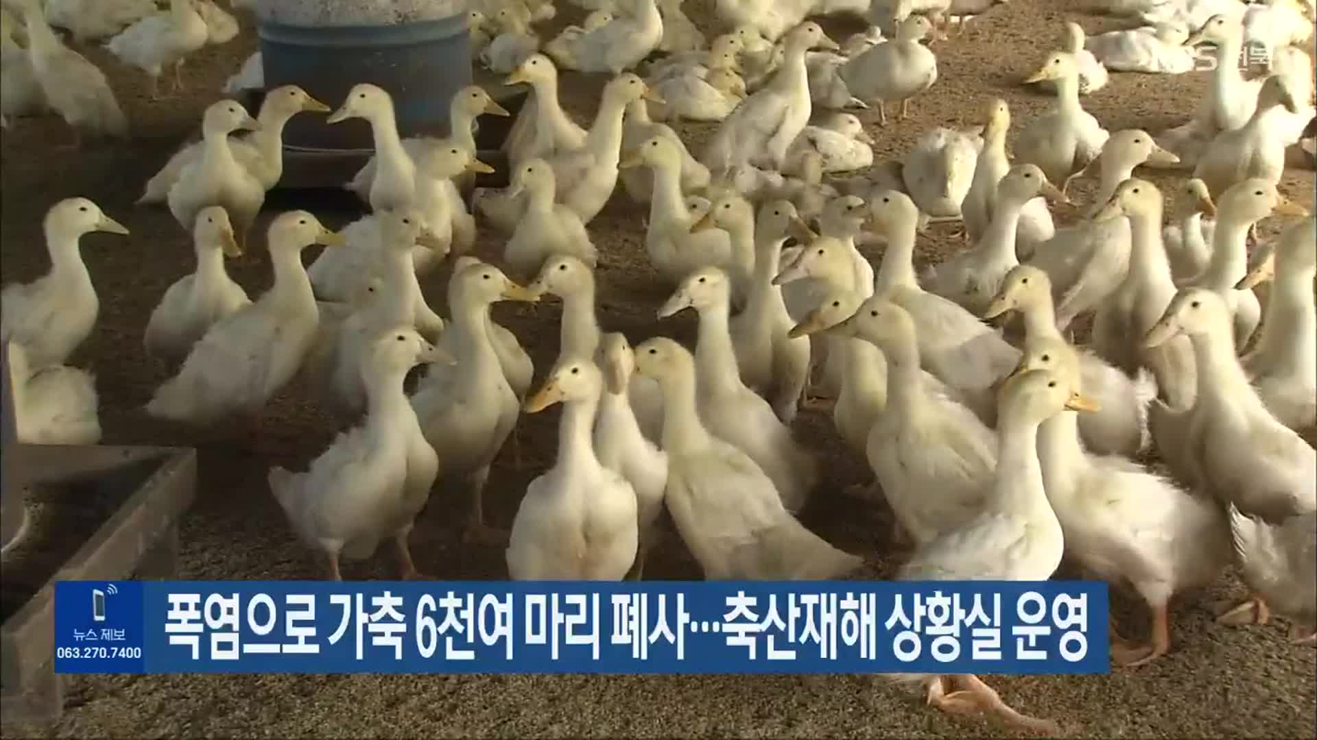 폭염으로 가축 6천여 마리 폐사…축산재해 상황실 운영