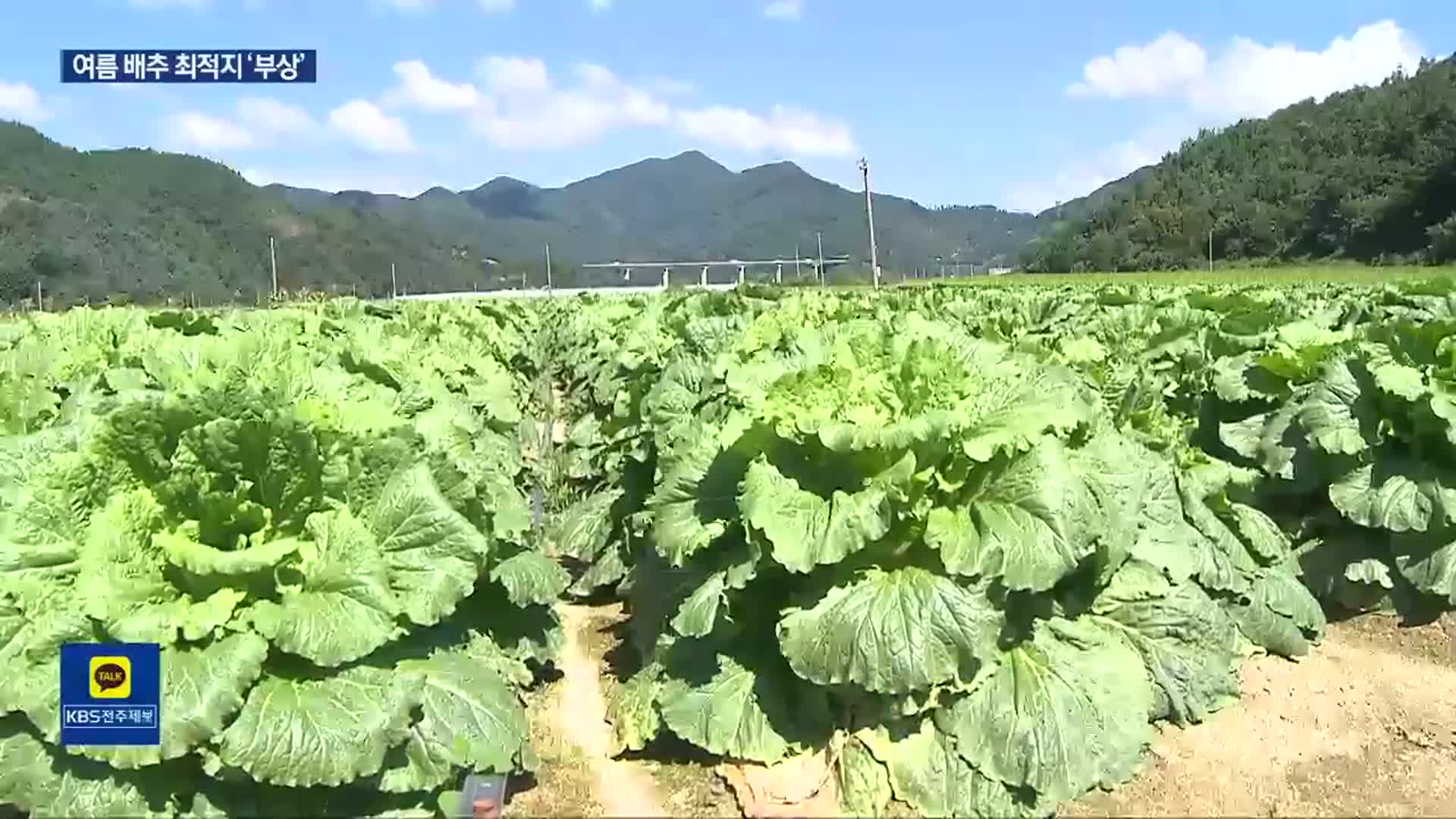 준고랭지 여름 배추 재배지로 전북 동부권 ‘기대’