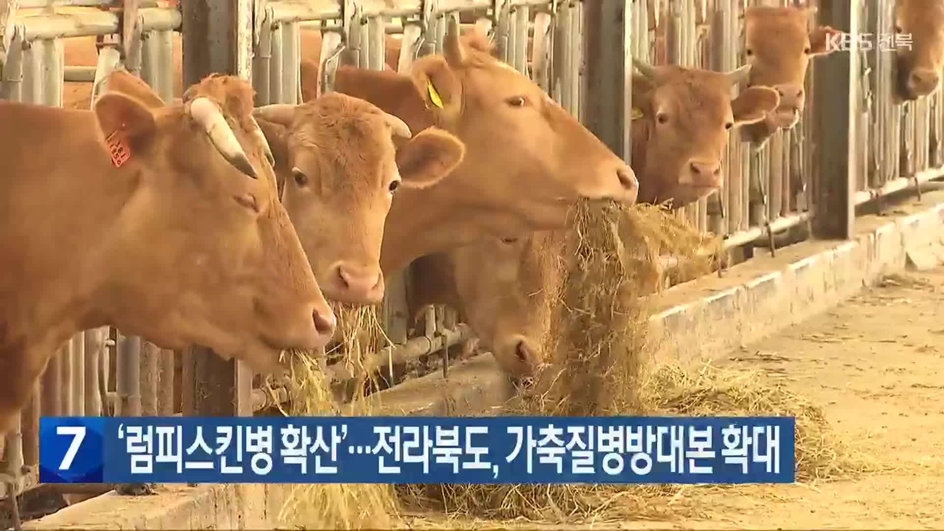 ‘럼피스킨병 확산’…전라북도, 가축질병방대본 확대