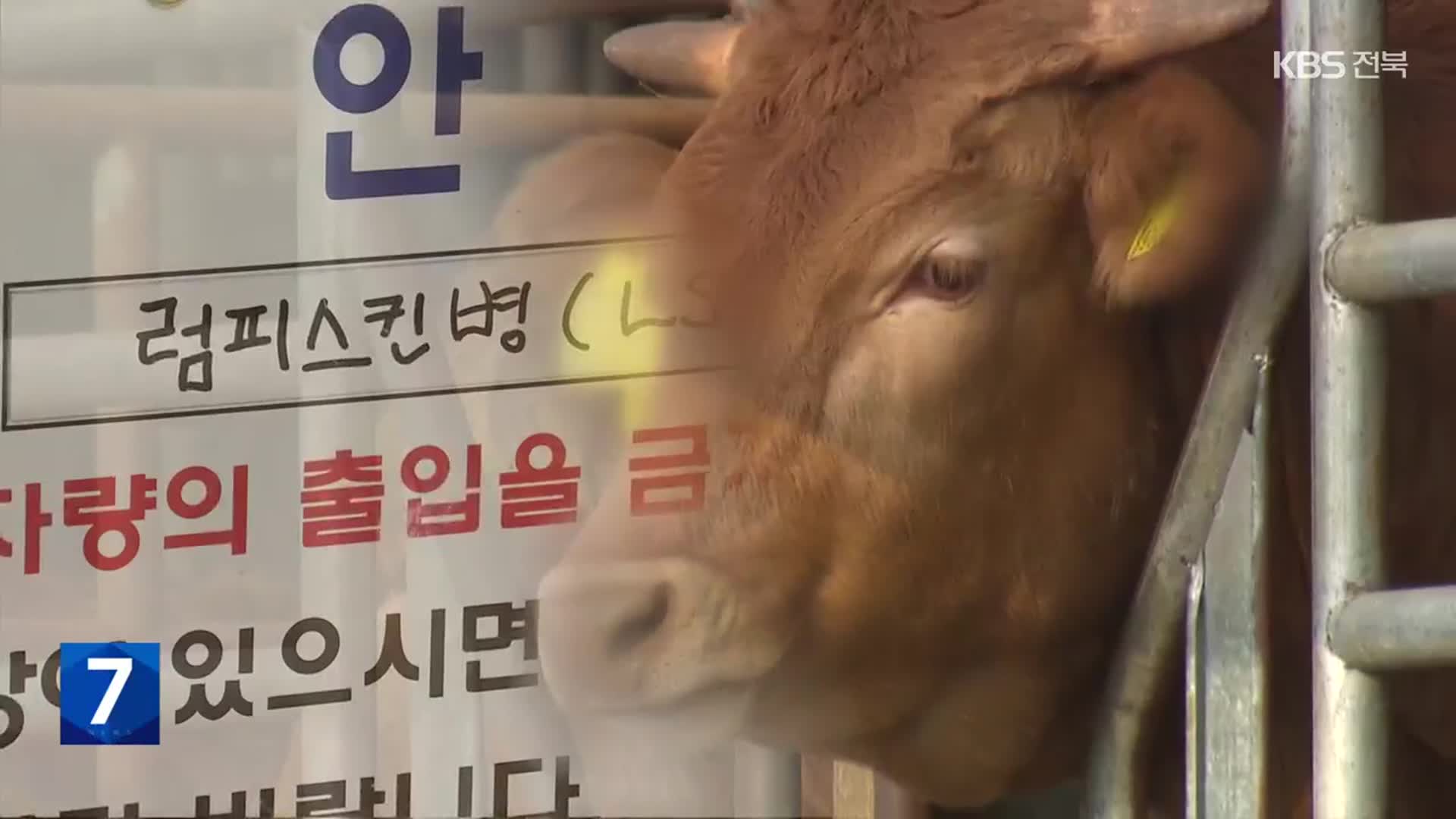 ‘럼피스킨’ 강원 최북단까지 확산…소 사육 농가 초비상