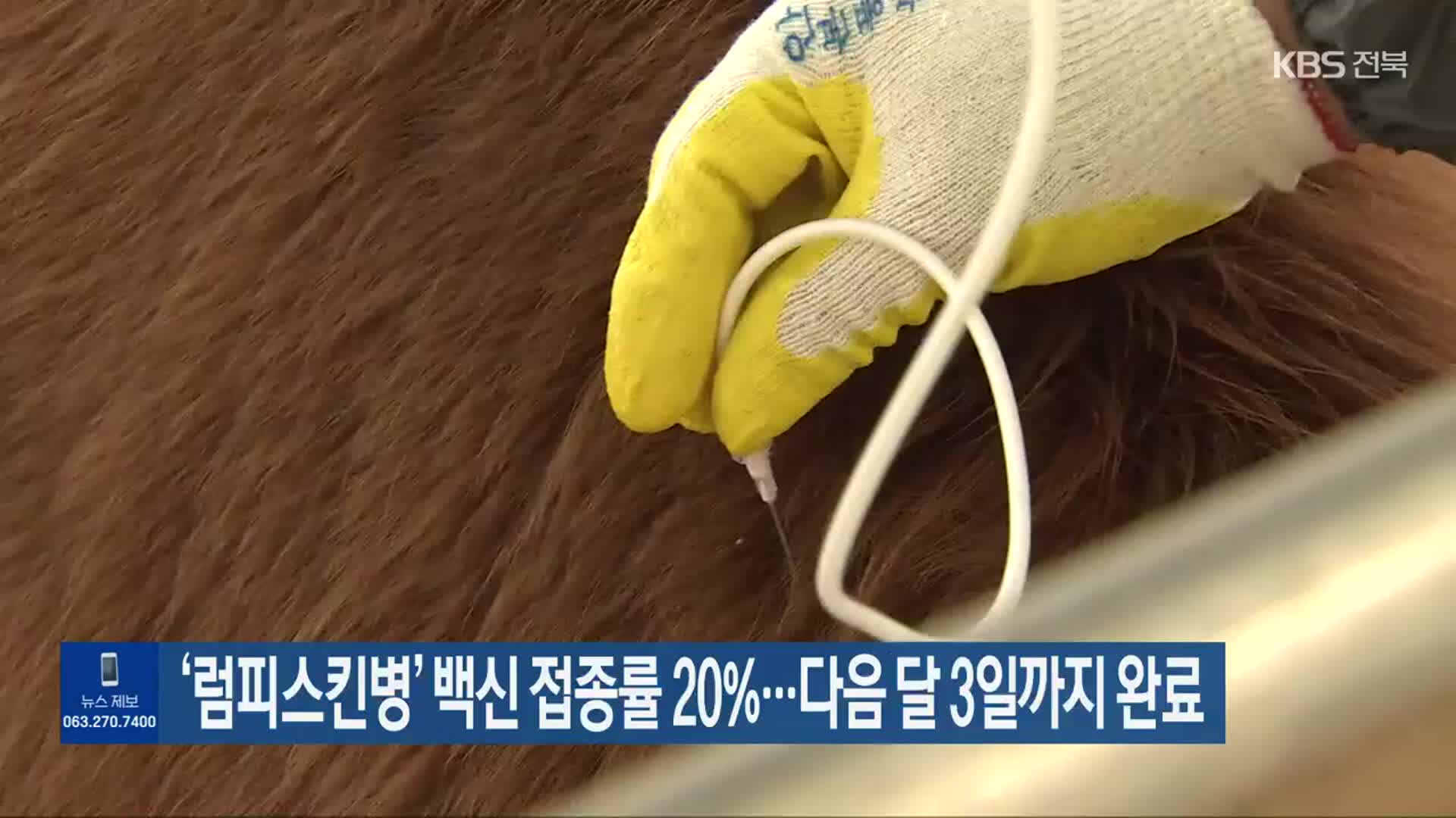 ‘럼피스킨병’ 백신 접종률 20%…다음 달 3일까지 완료