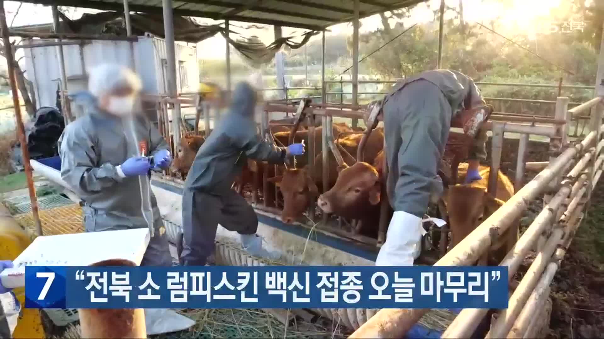 “전북 소 럼피스킨 백신 접종 오늘 마무리”