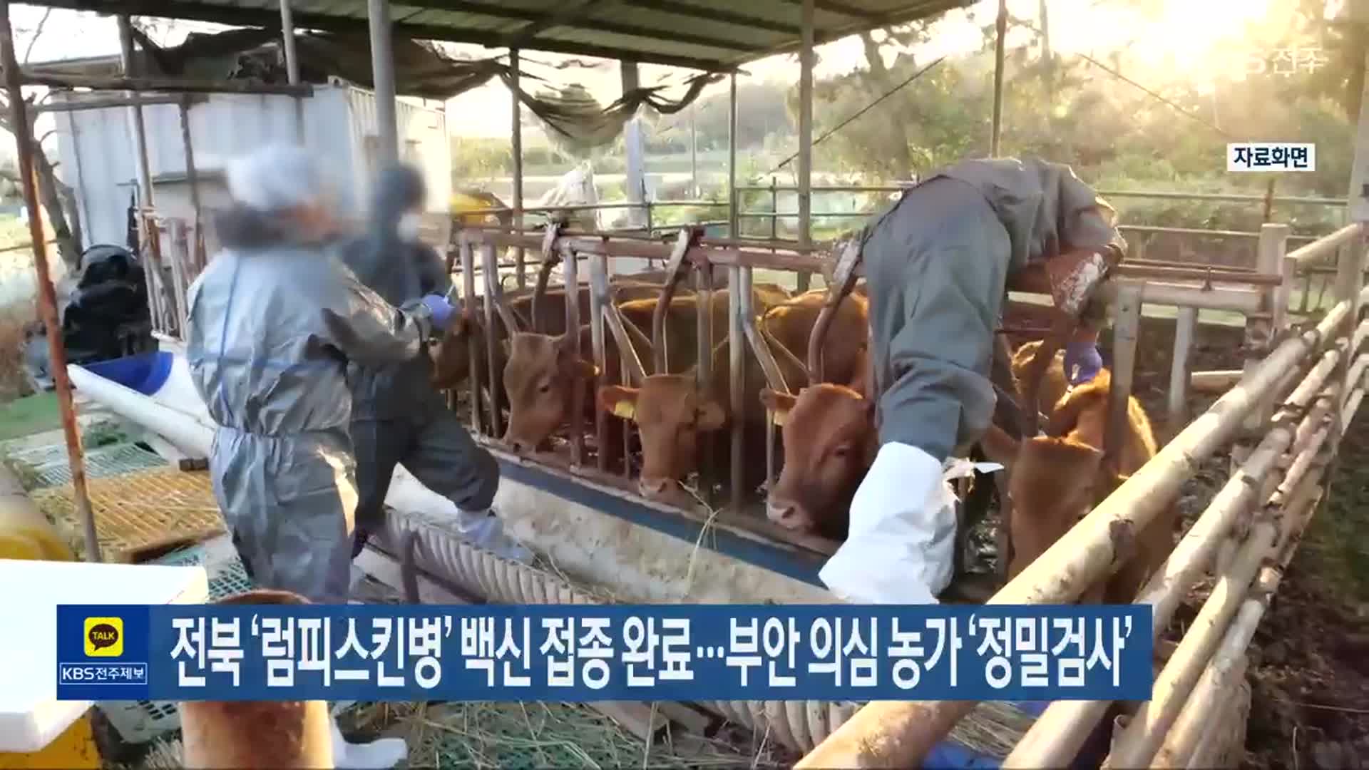 전북 ‘럼피스킨병’ 백신 접종 완료…부안 의심 농가 ‘정밀검사’