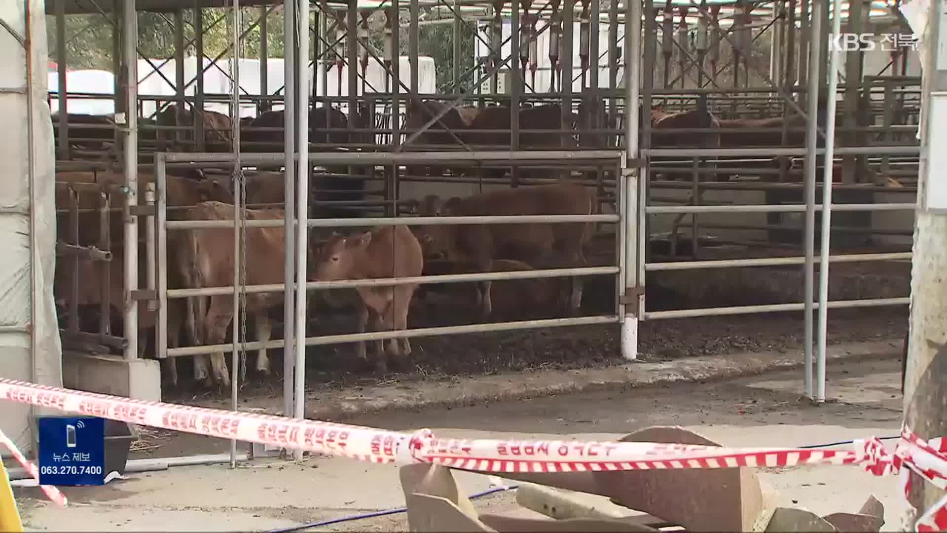 럼피스킨 진정세?…이번 주까지가 ‘최대 고비’