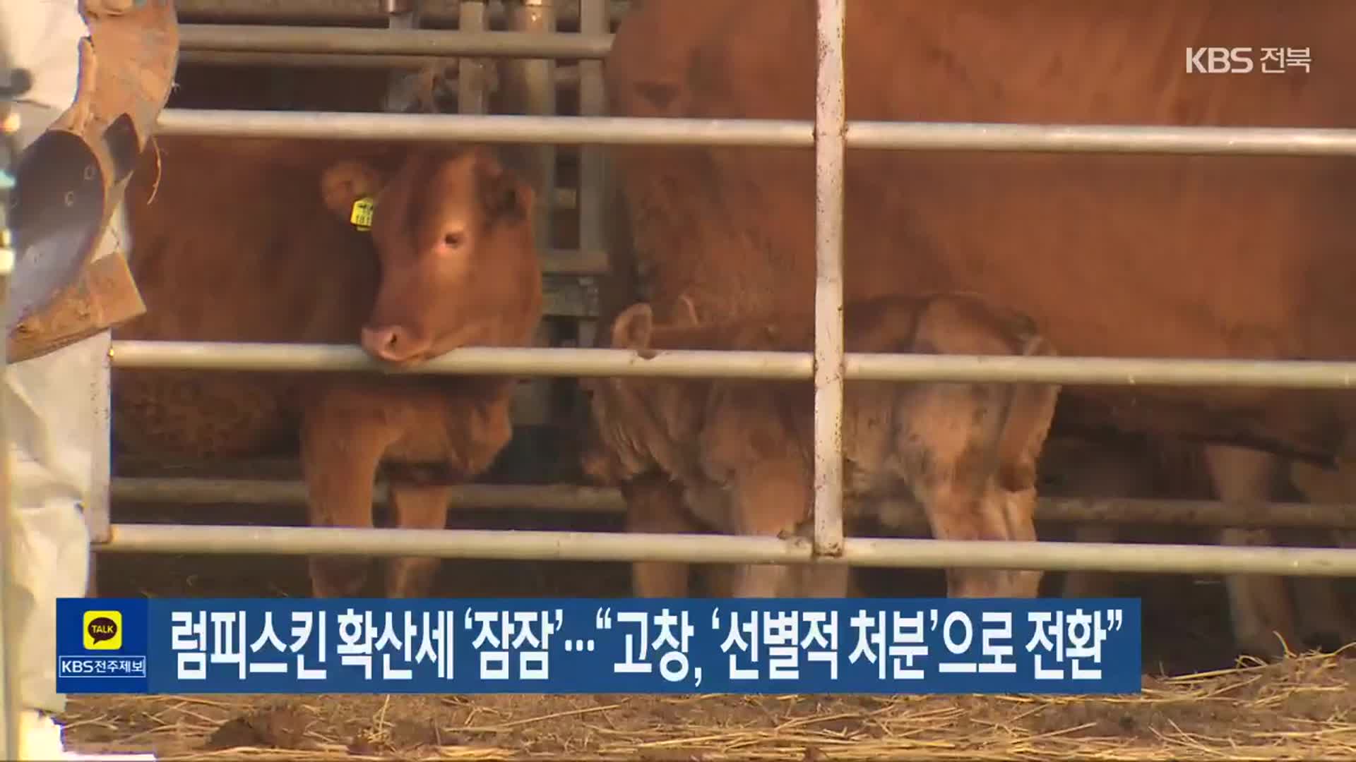 럼피스킨 확산세 ‘잠잠’…“고창, ‘선별적 처분’으로 전환”