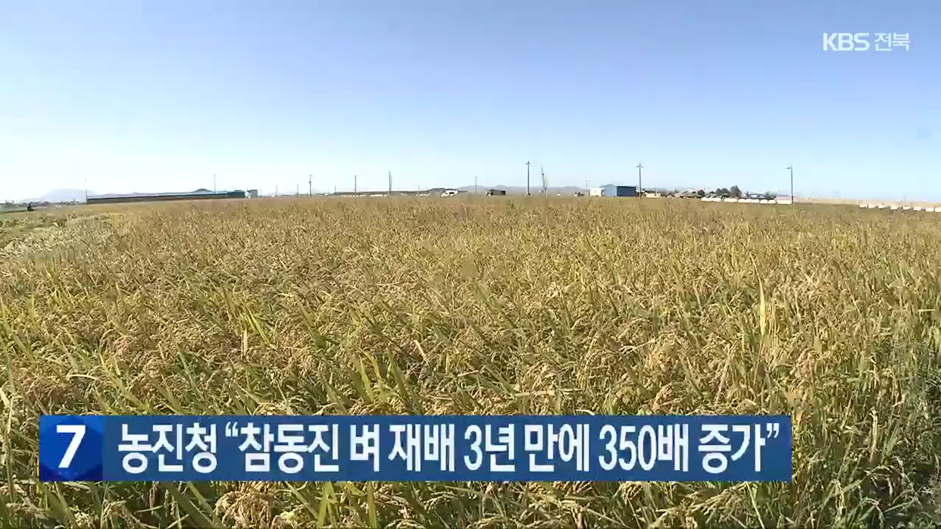 농진청 “참동진 벼 재배 3년 만에 350배 증가”