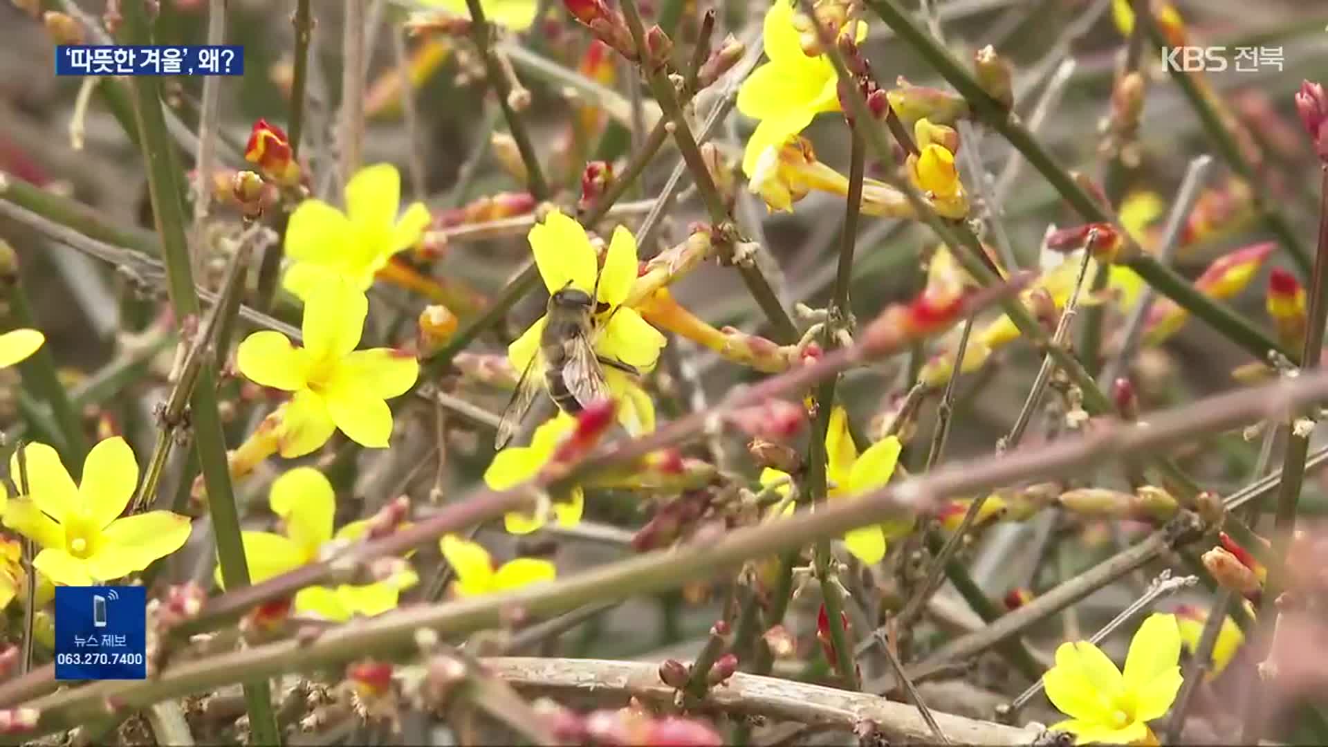 “벌써 봄이 왔나요?”…아직 2월인데 4월 기온으로 올라