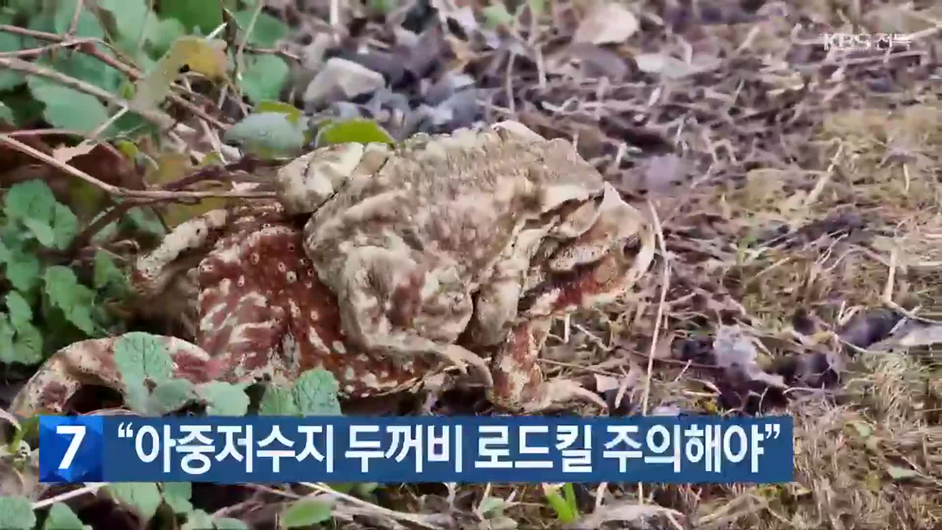 “아중저수지 두꺼비 로드킬 주의해야”