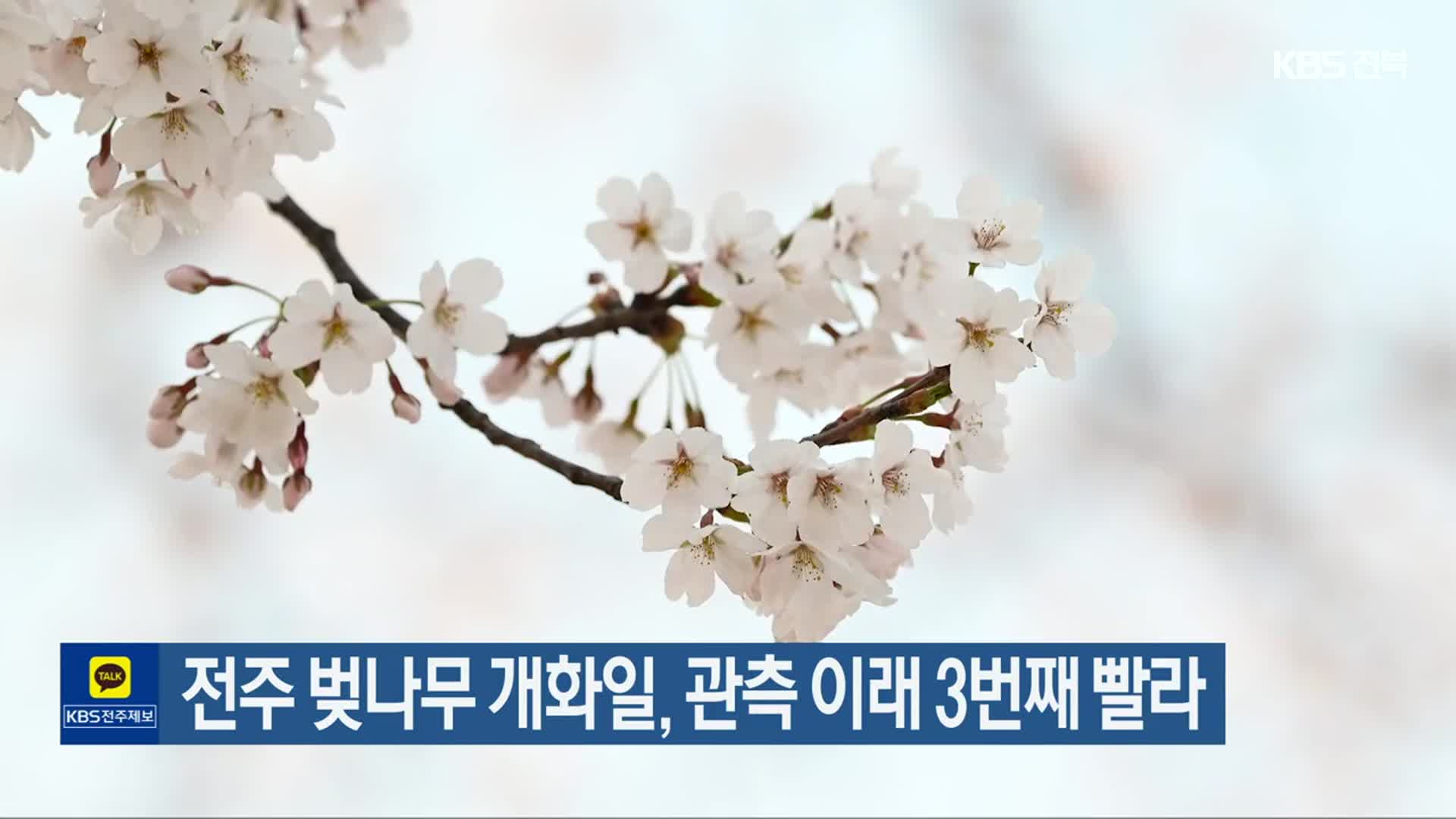 전주 벚나무 개화일, 관측 이래 3번째 빨라