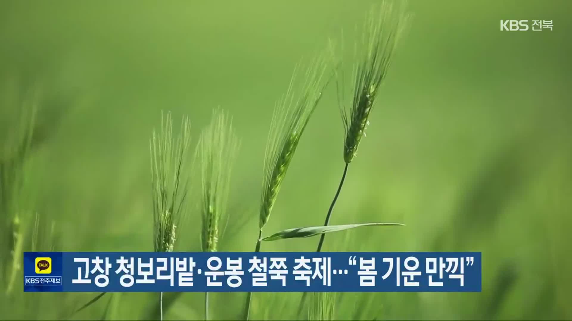 고창 청보리밭·운봉 철쭉 축제…“봄 기운 만끽”