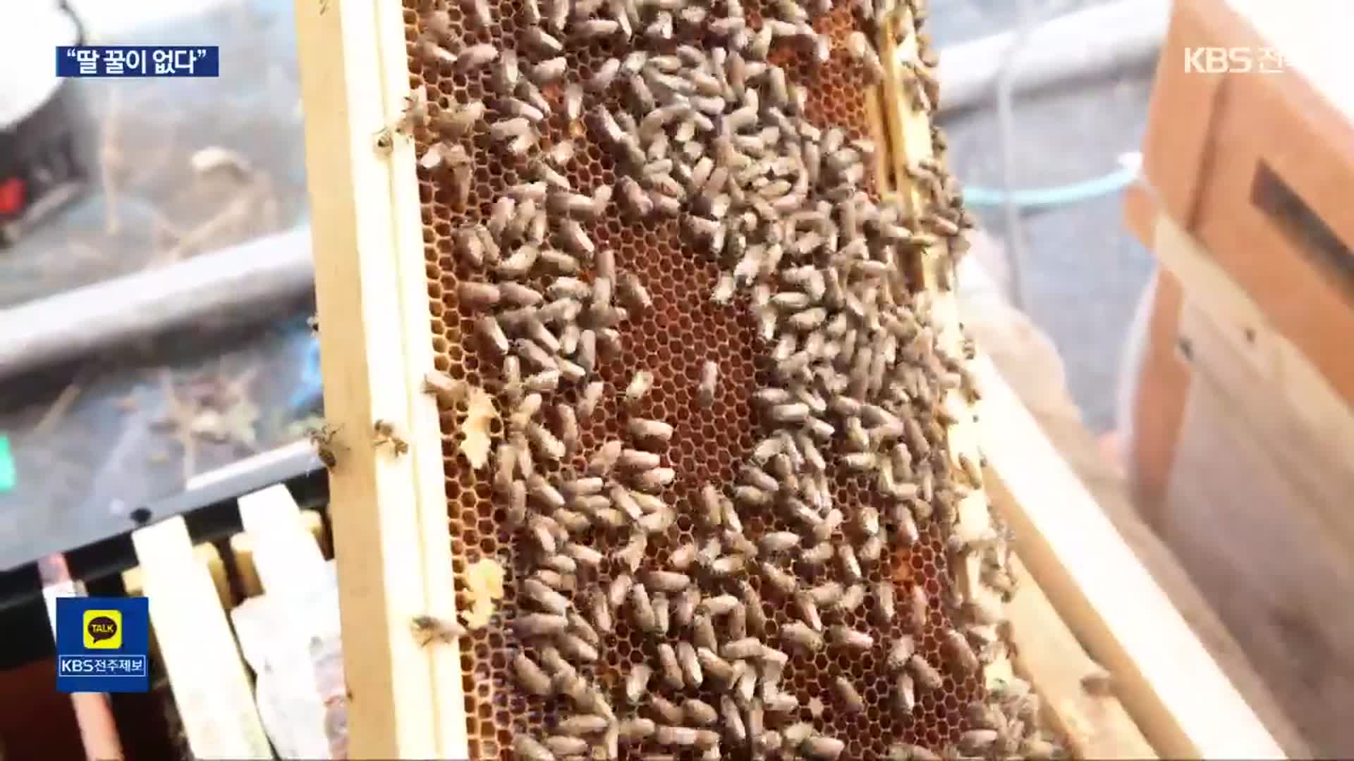 개화기 궂은 날씨…벌꿀 수확 피해 ‘심각’