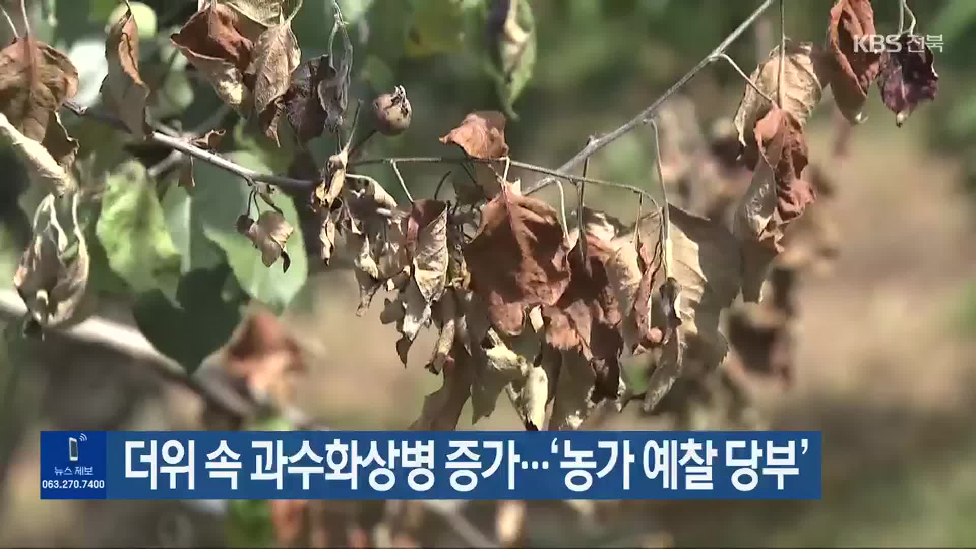 더위 속 과수화상병 증가…‘농가 예찰 당부’