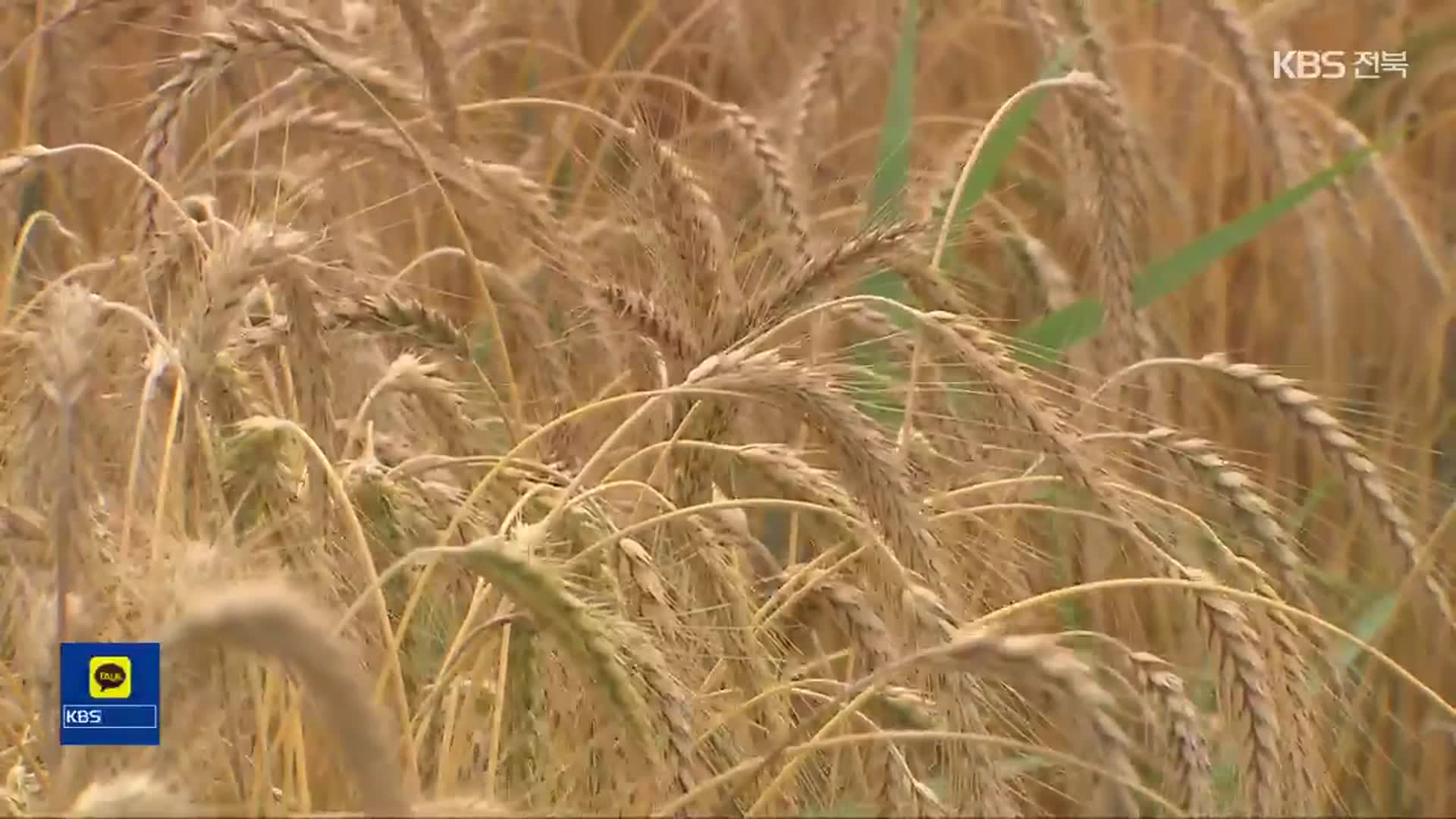 새만금 조사료 종자 생산 단지 조성…‘수입 대안으로 주목’