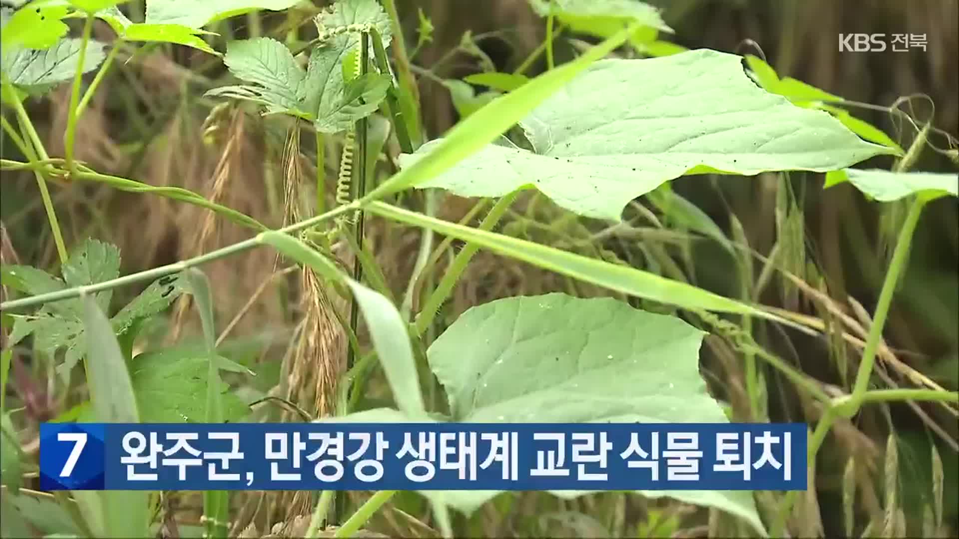 완주군, 만경강 생태계 교란 식물 퇴치