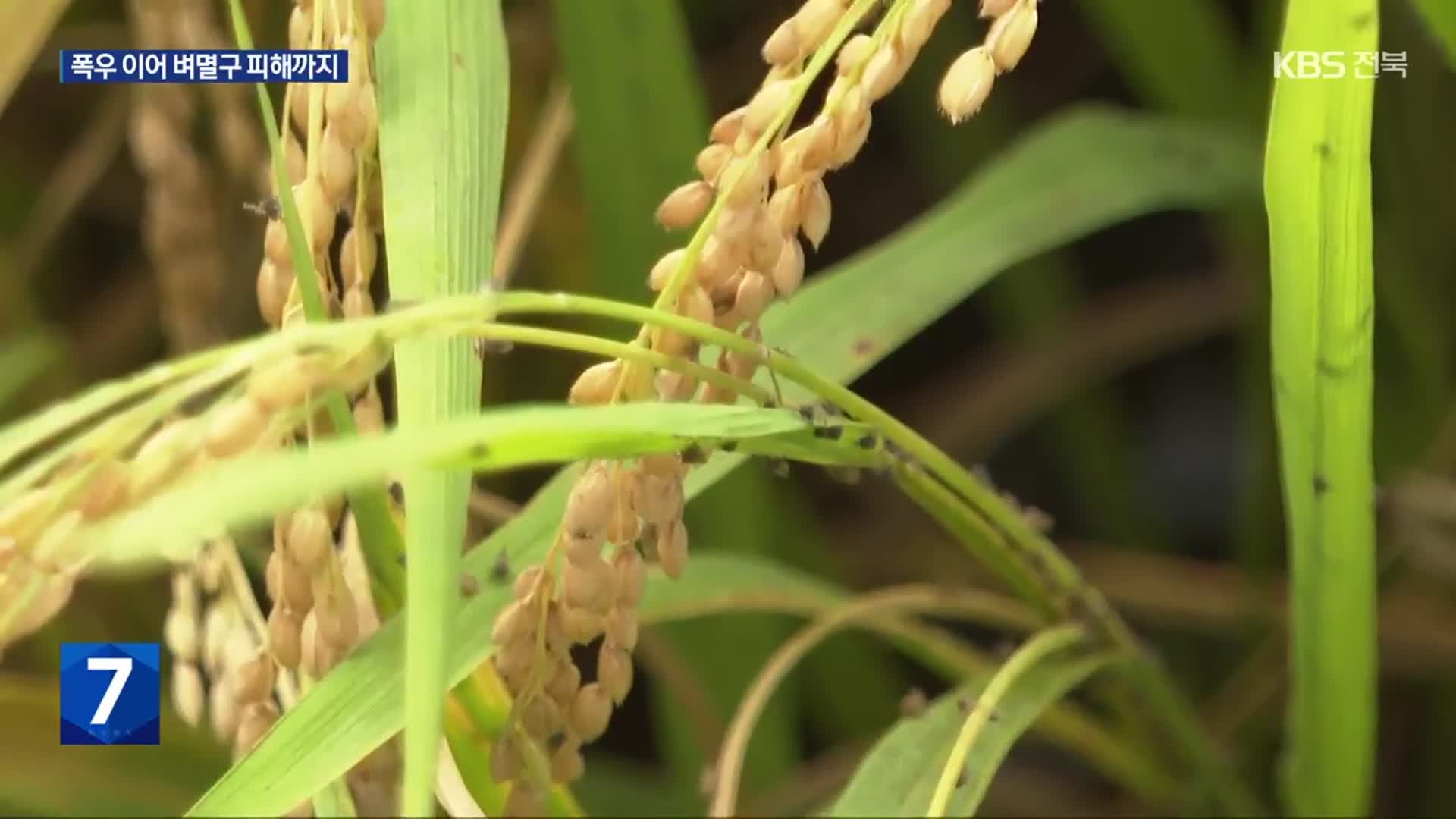 “수확 코앞인데” 벼멸구 피해 확산…농가 ‘삼중고’