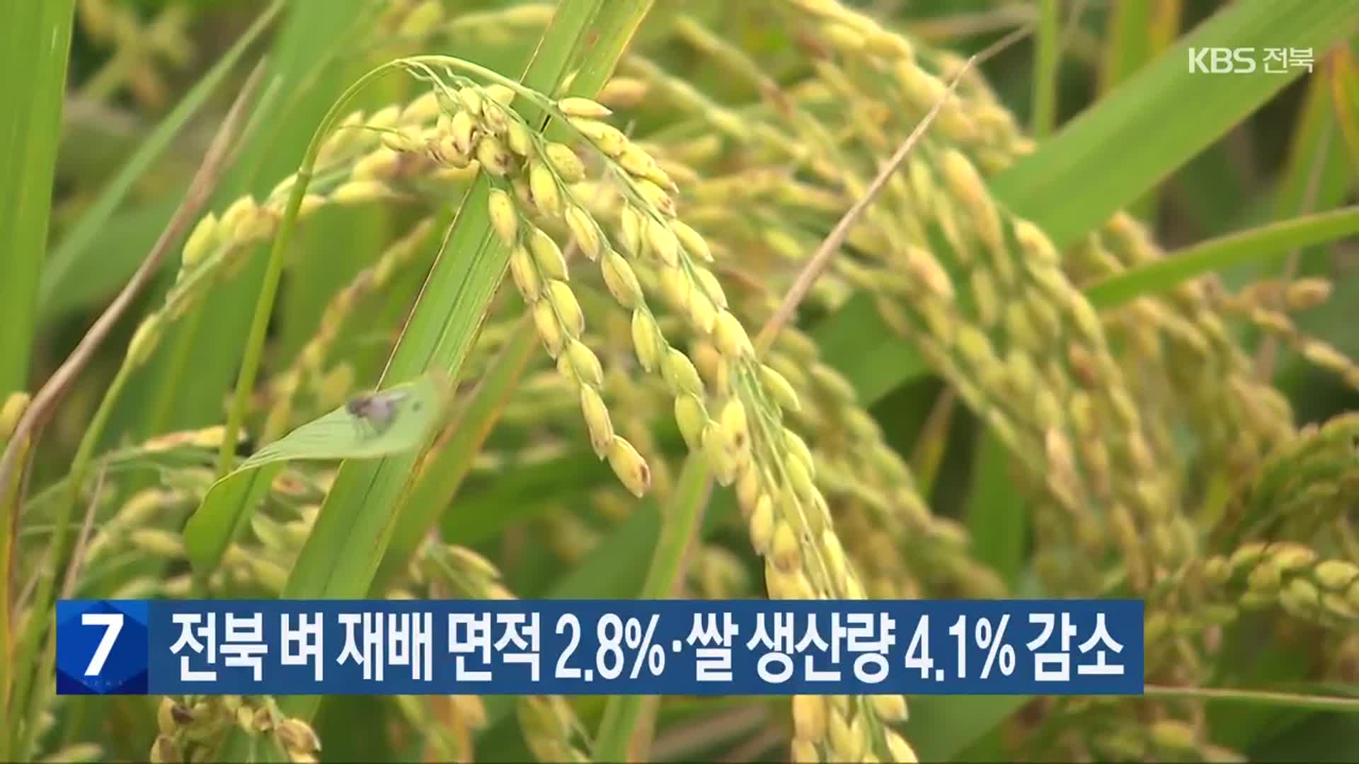 전북 벼 재배 면적 2.8%·쌀 생산량 4.1% 감소