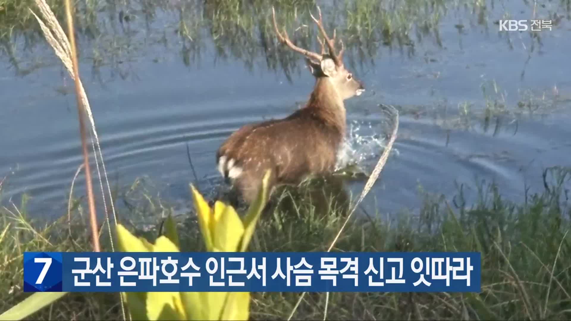 군산 은파호수 인근서 사슴 목격 신고 잇따라