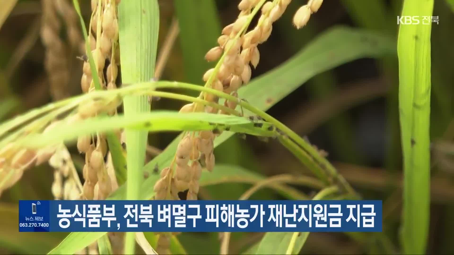 농식품부, 전북 벼멸구 피해농가 재난지원금 지급