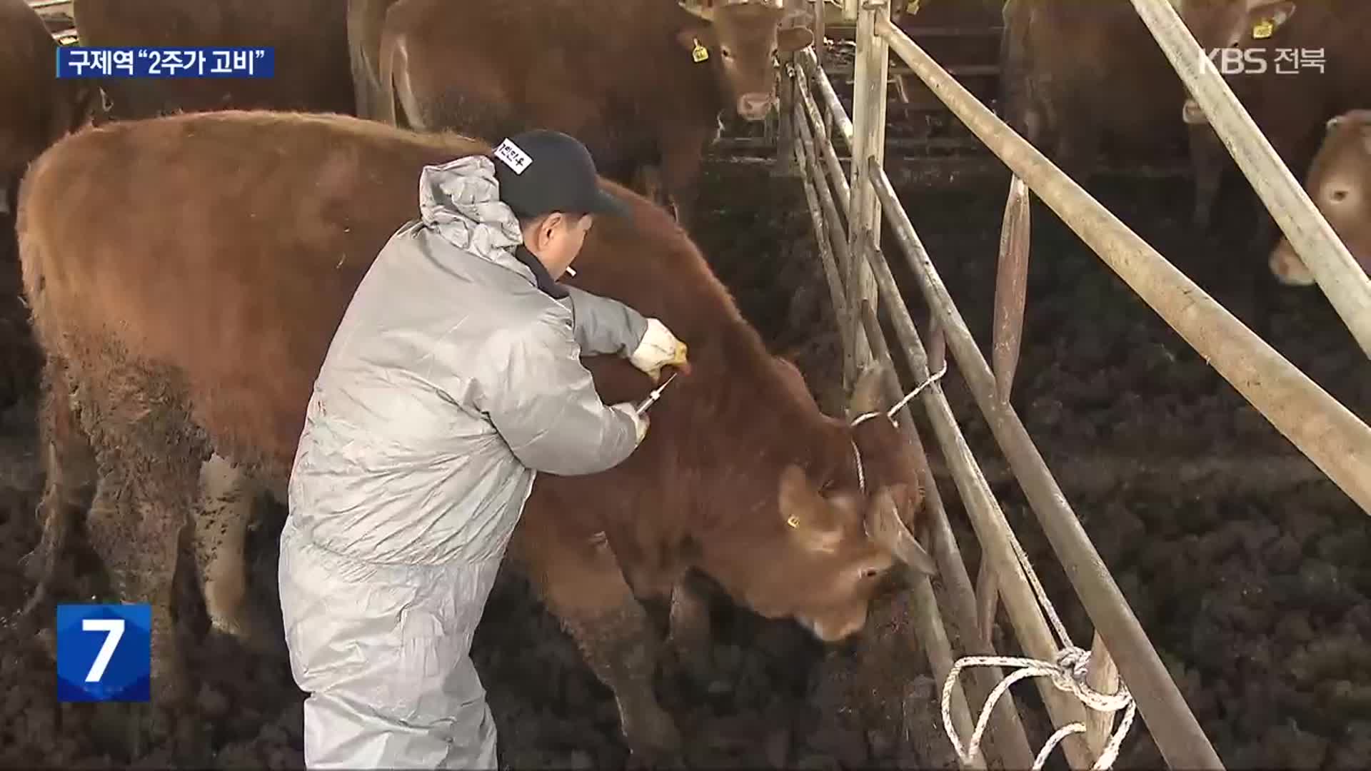 구제역 ‘방역대 밖’ 확산…“백신 접종 속도전”