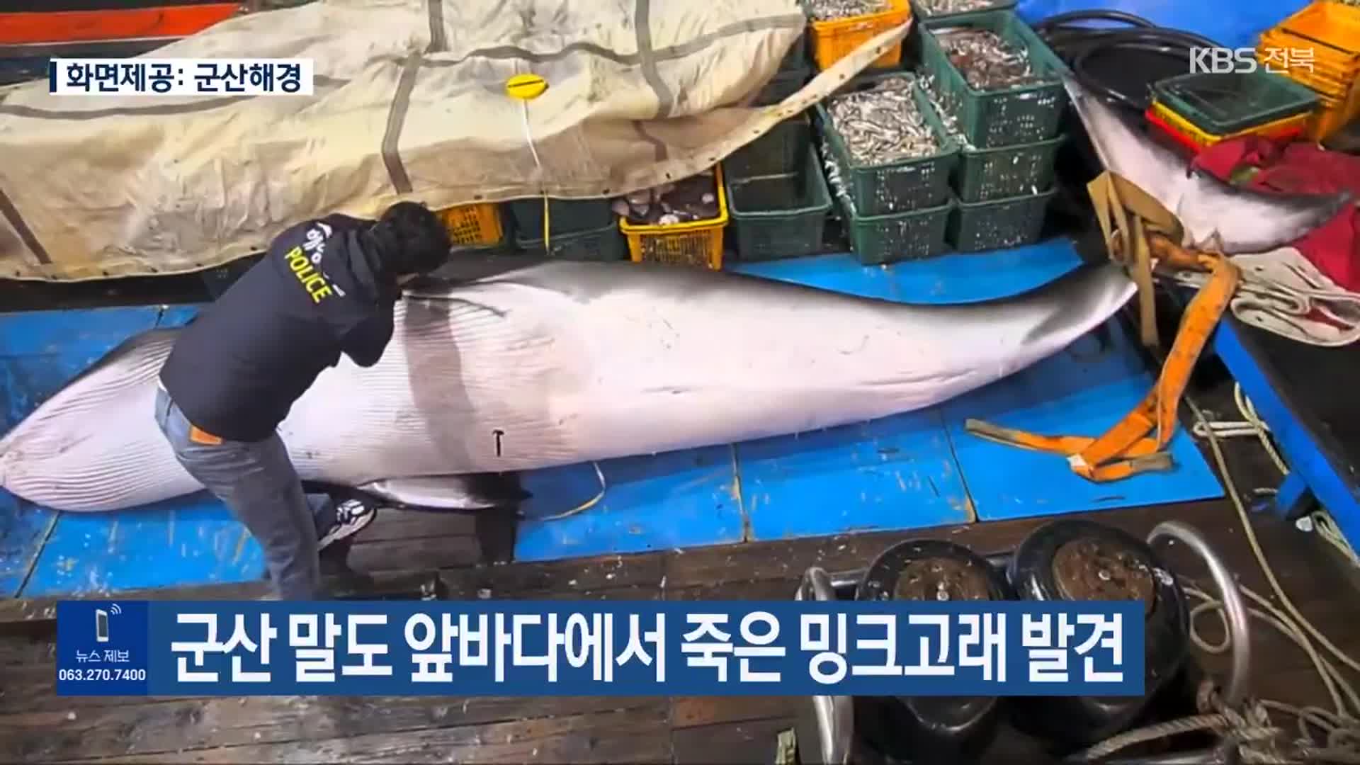 군산 말도 앞바다에서 죽은 밍크고래 발견