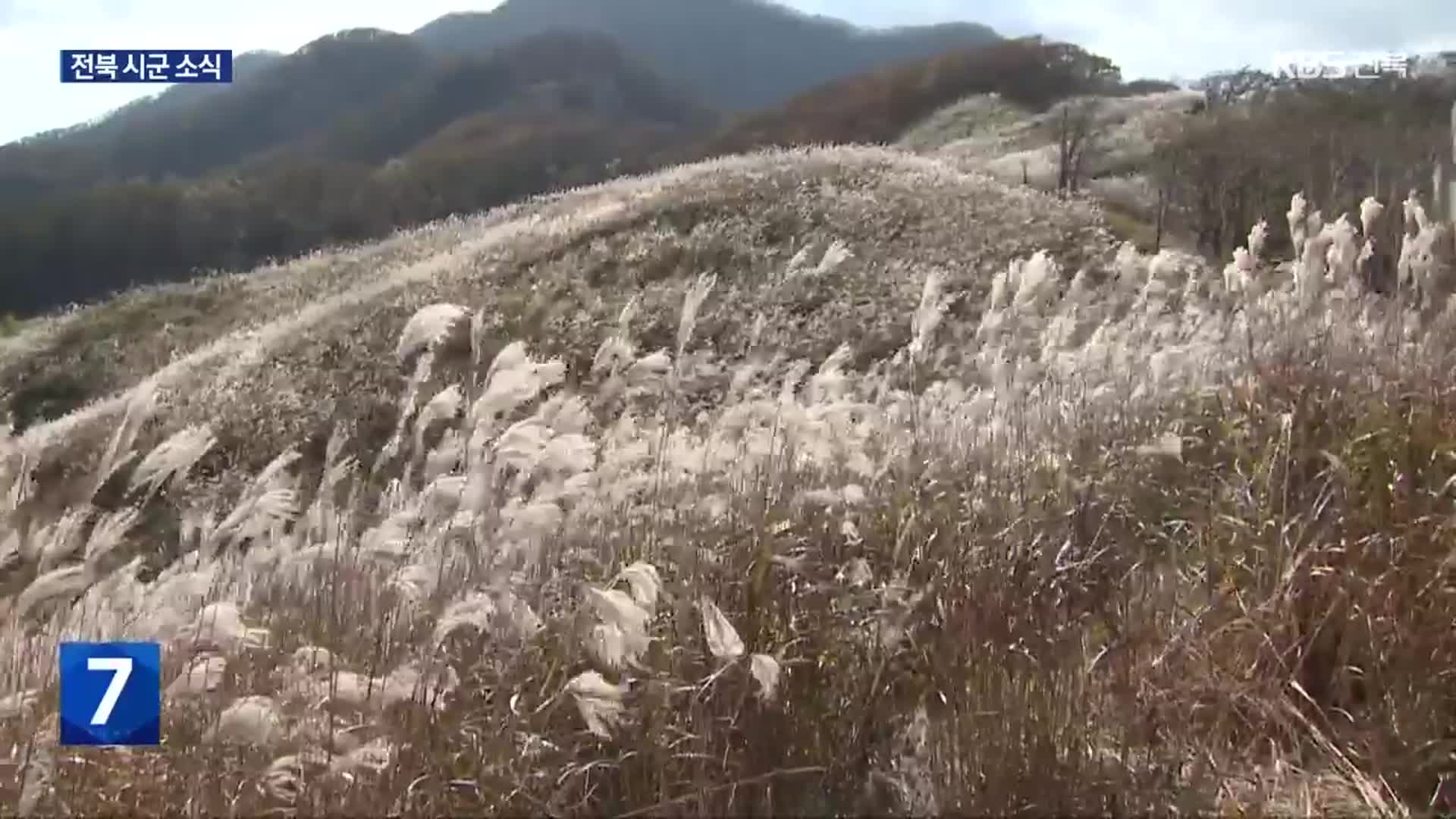 장수군 장안산 ‘억새 산림 복원’…“20만 그루 심는다”