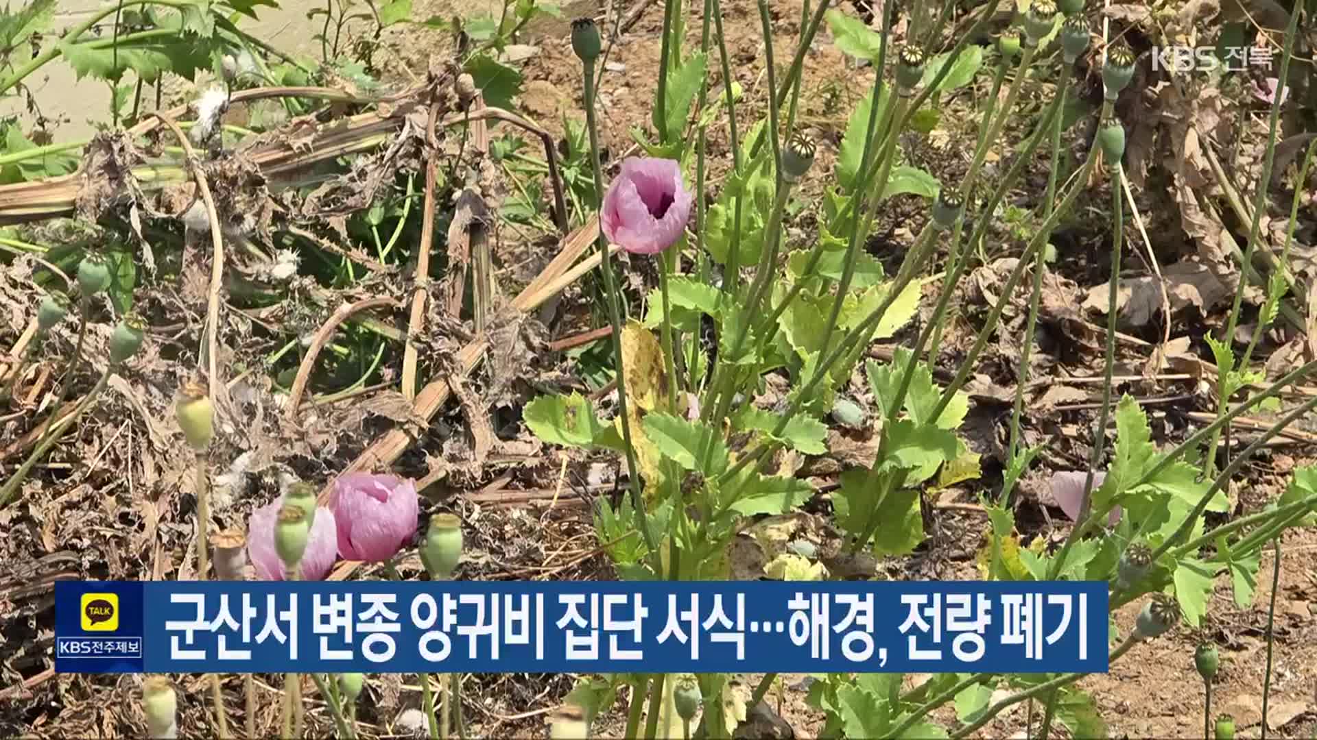 군산서 변종 양귀비 집단 서식…해경, 전량 폐기