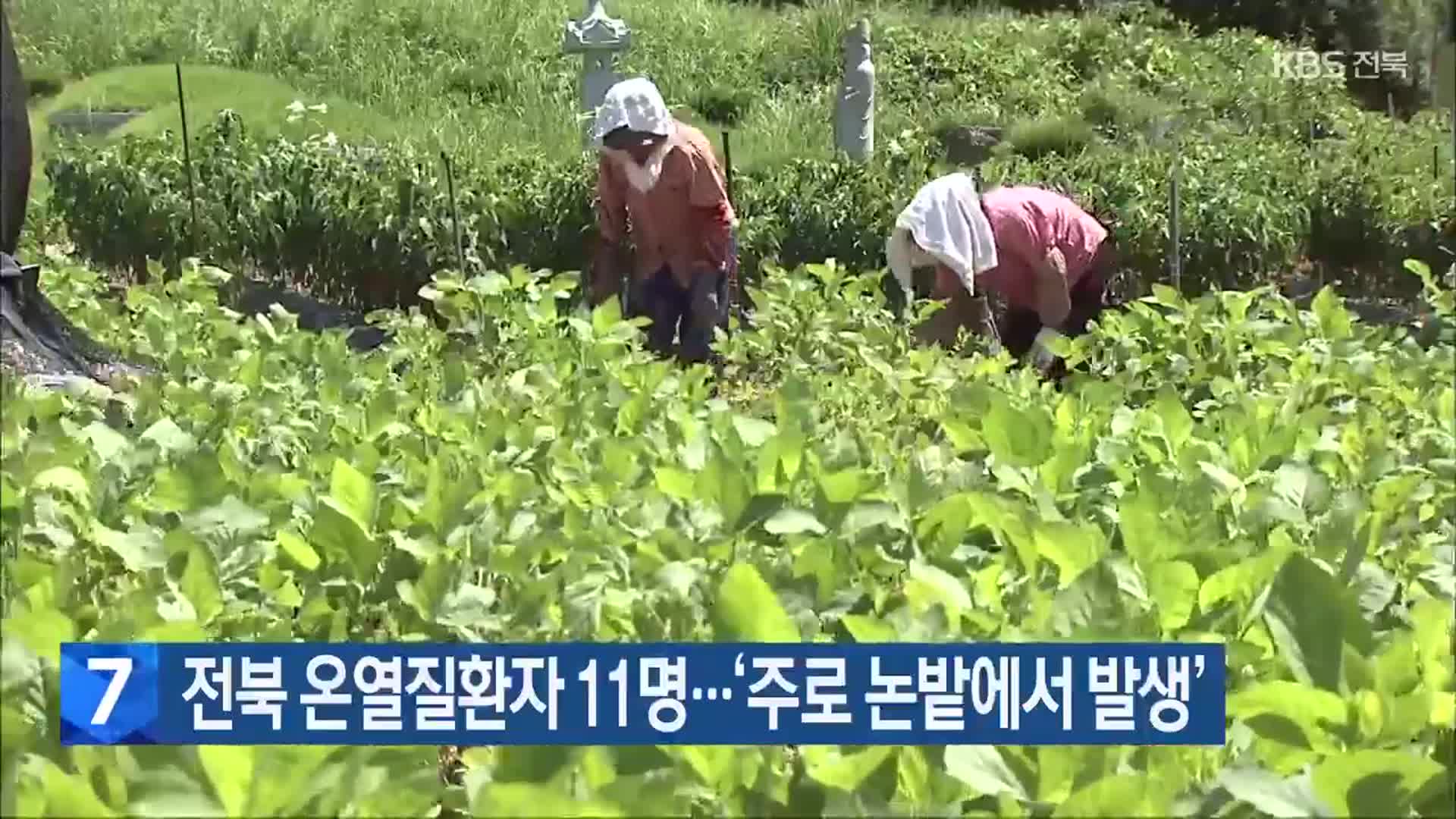 전북 온열질환자 11명…‘주로 논밭에서 발생’